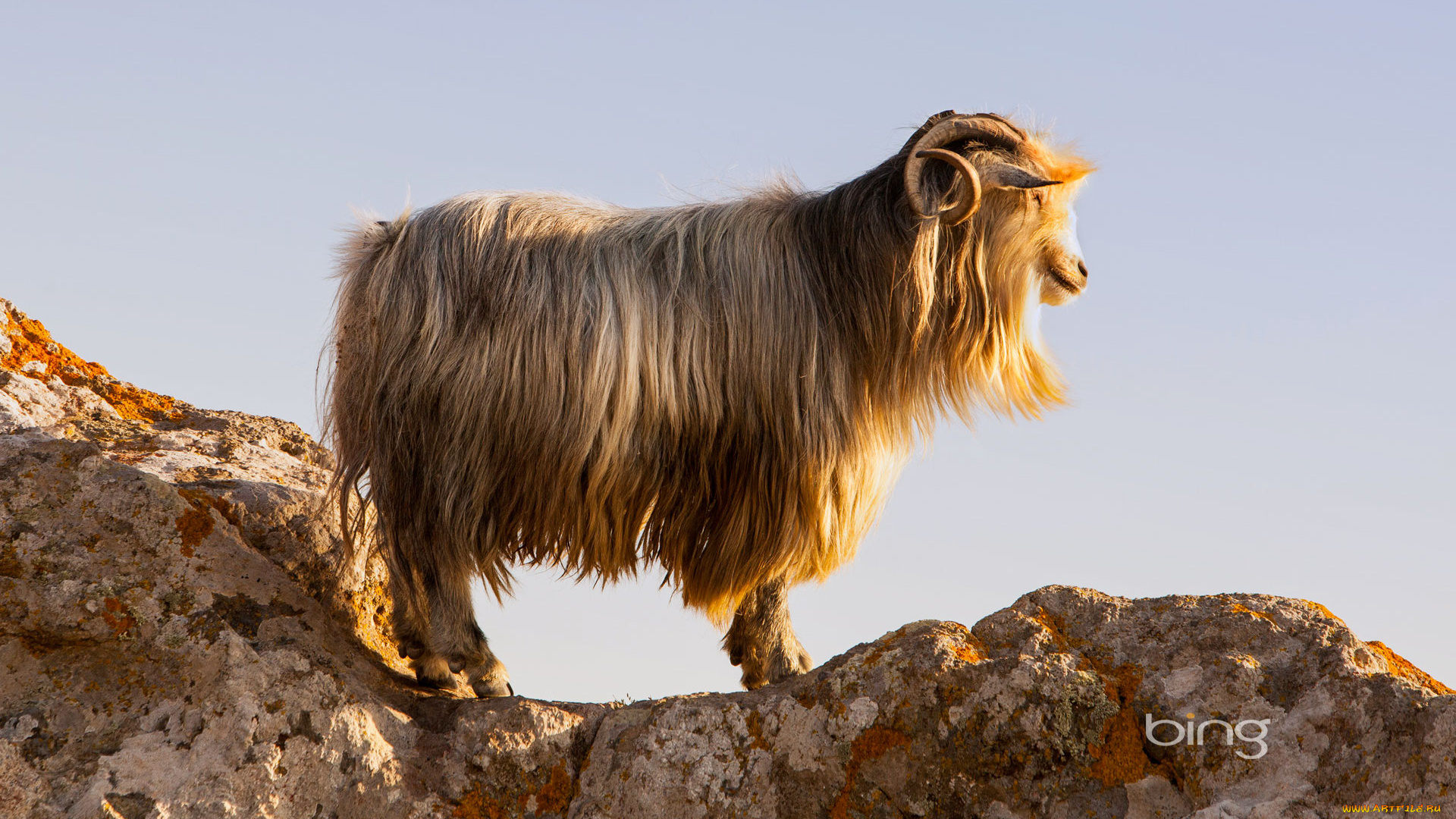 животные, овцы, бараны, скала