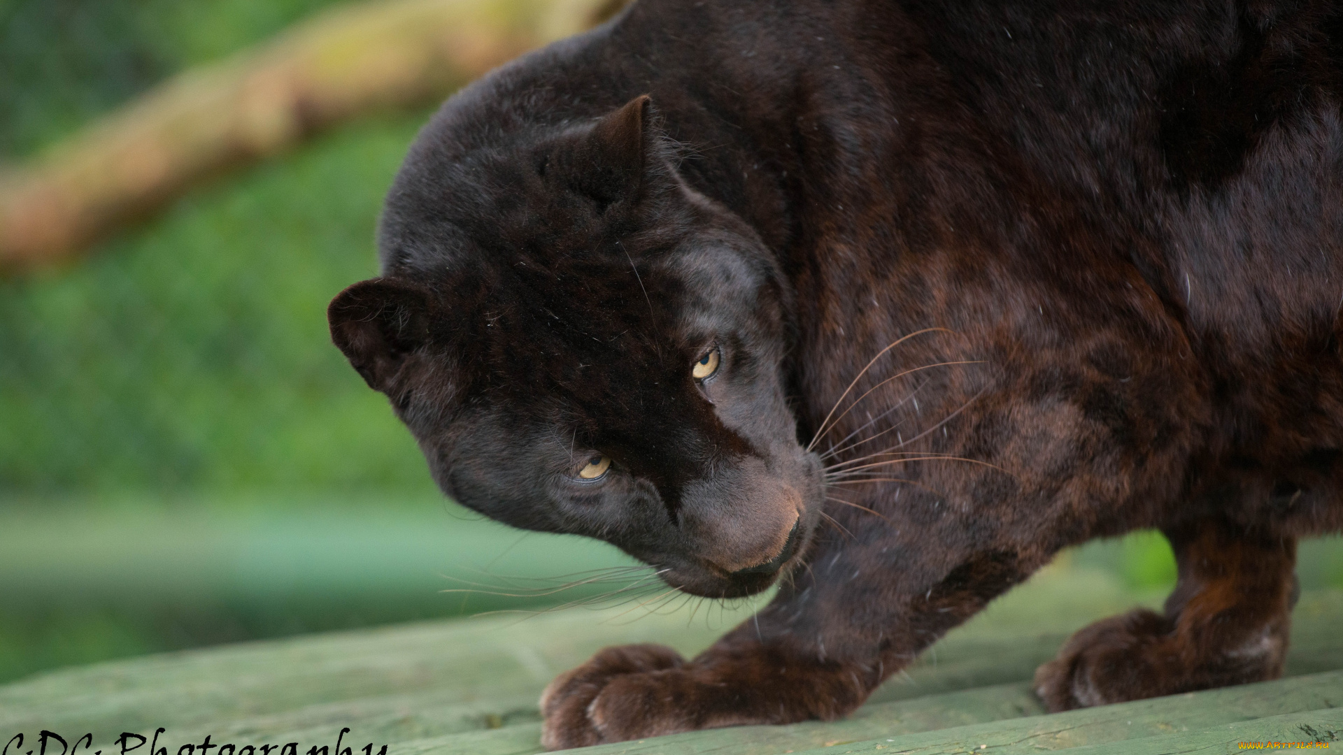 животные, пантеры, черный, леопард
