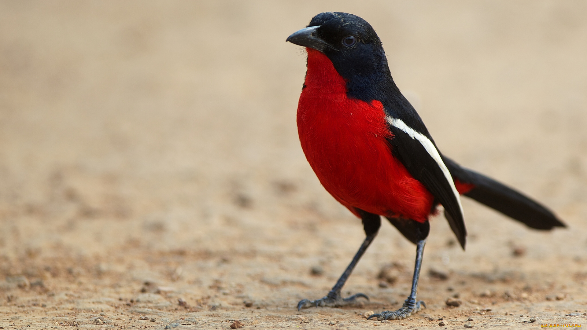 животные, птицы, красная, грудка