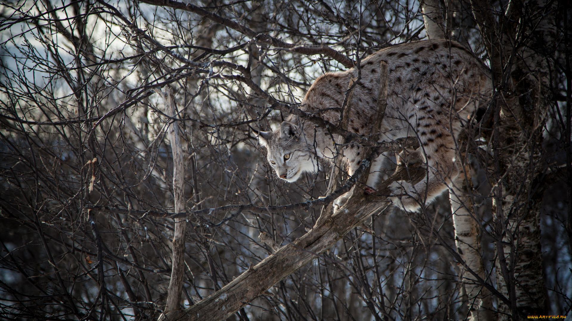 животные, рыси, зима, рысь, лес