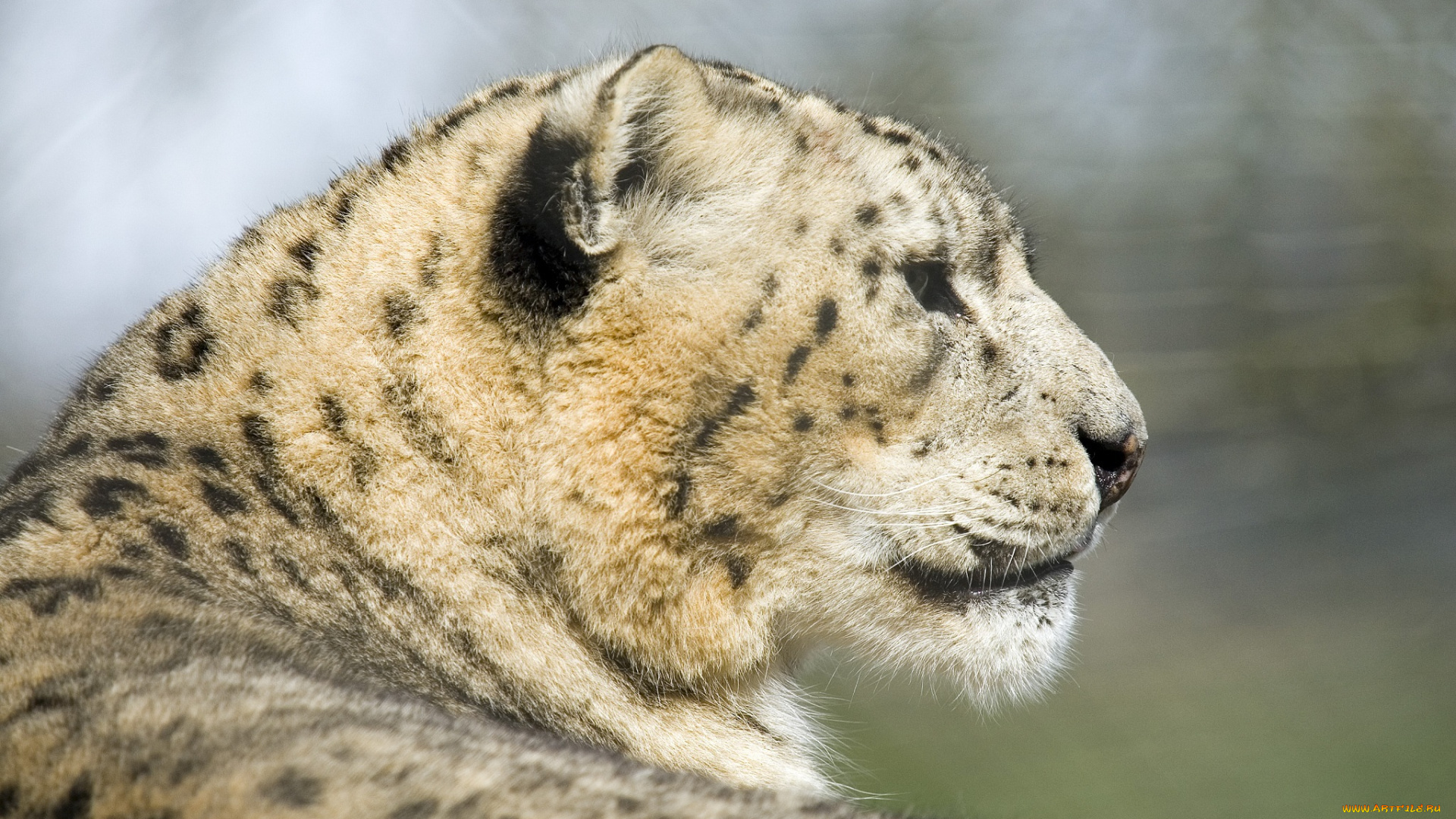 животные, снежный, барс, ирбис, отдых, морда, профиль