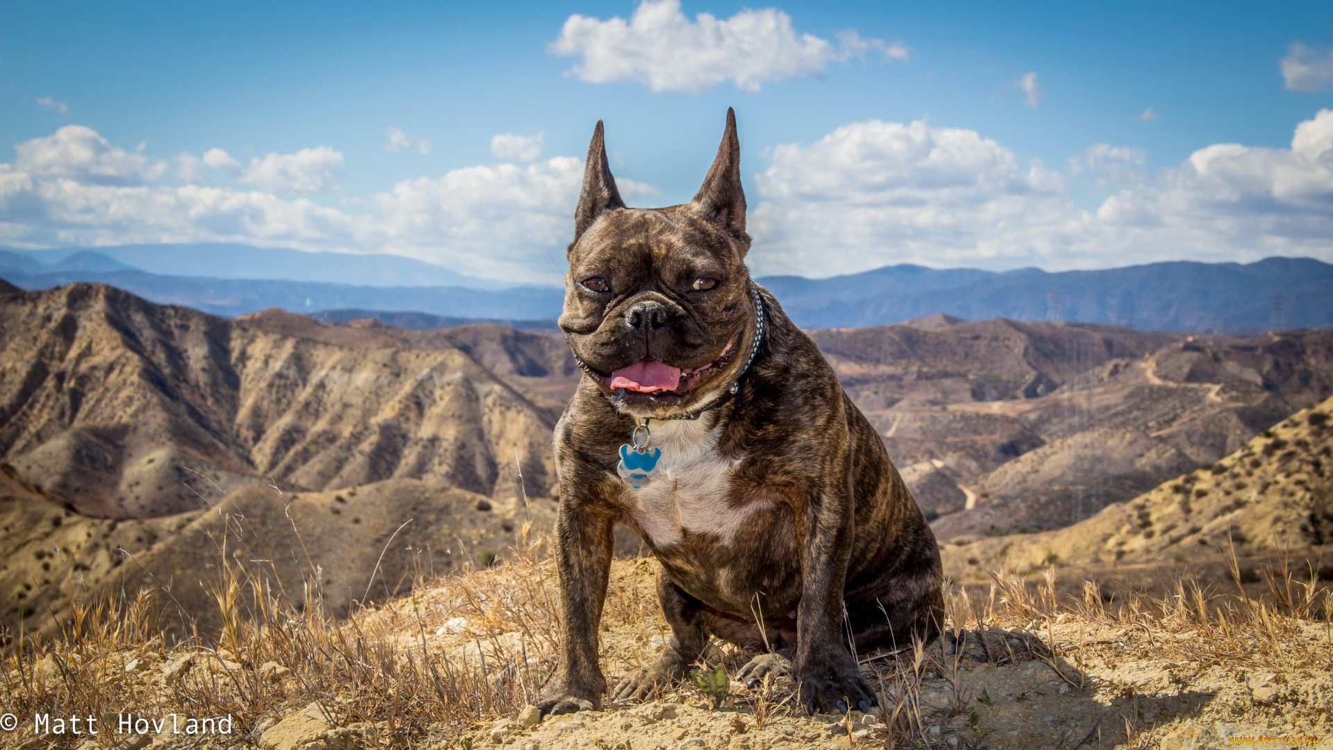 животные, собаки, горы, собака