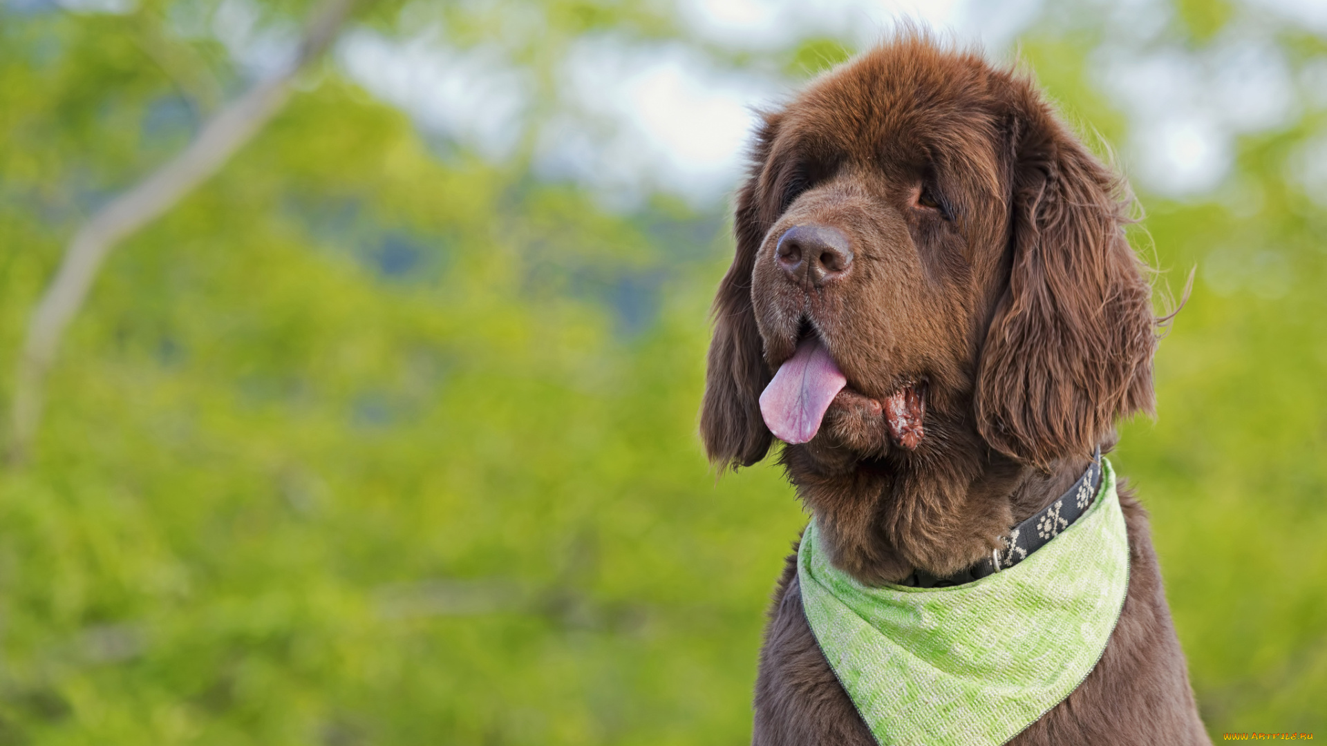 животные, собаки, пёс, язык, косынка