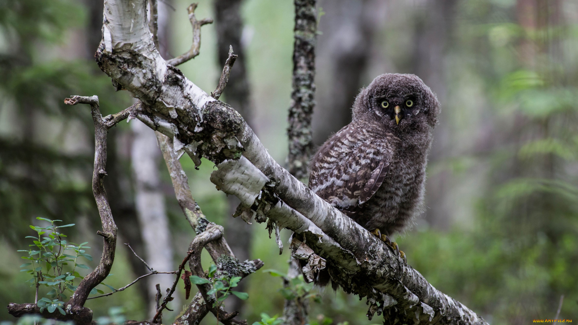 животные, совы, лес, дерево, птица