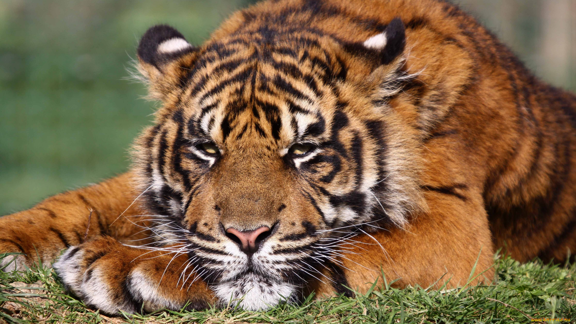 животные, тигры, отдых, морда, тигр, молодой