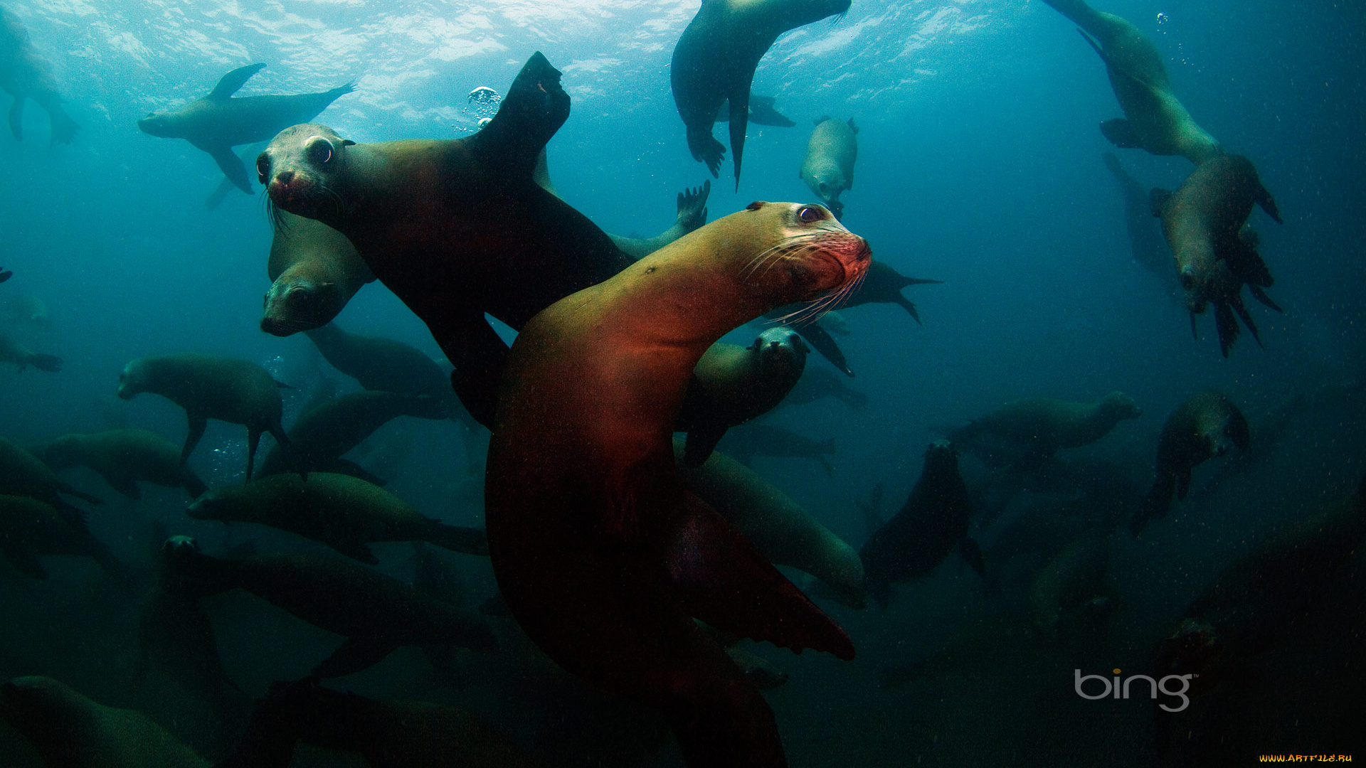 животные, тюлени, морские, львы, котики, глаза