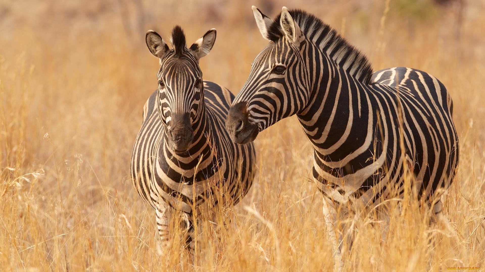 животные, зебры, саванна, трава