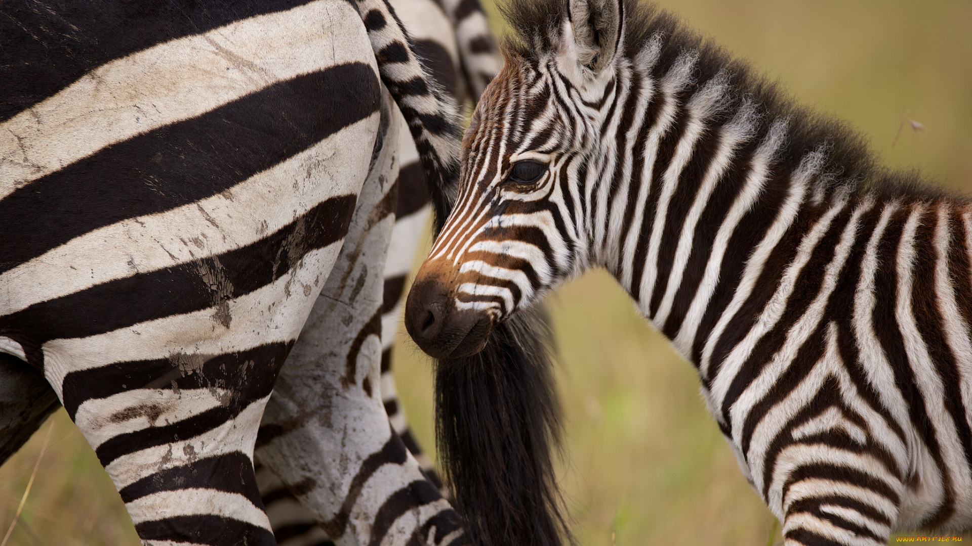 животные, зебры, жеребёнок, детёныш