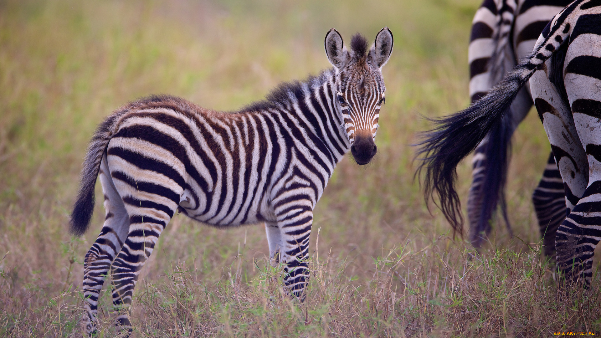 животные, зебры, жеребёнок, детёныш
