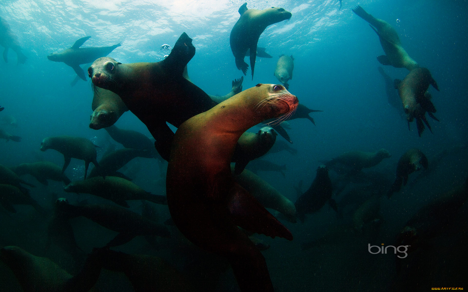 животные, тюлени, морские, львы, котики, глаза