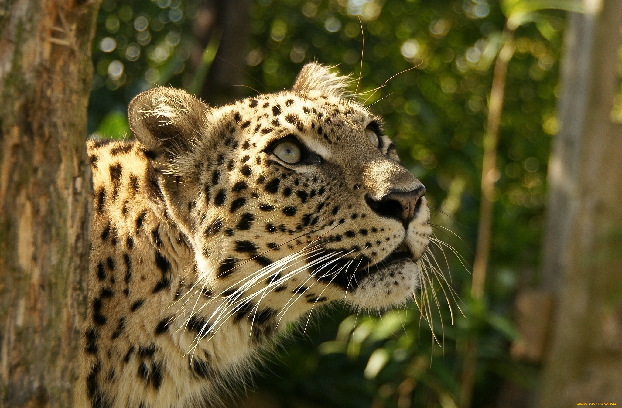 животные, леопарды, взгляд, вверх, интерес, внимание, морда, леопард