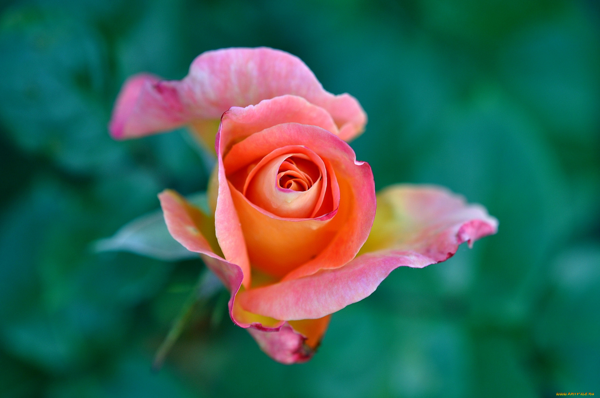 цветы, розы, бутон, макро