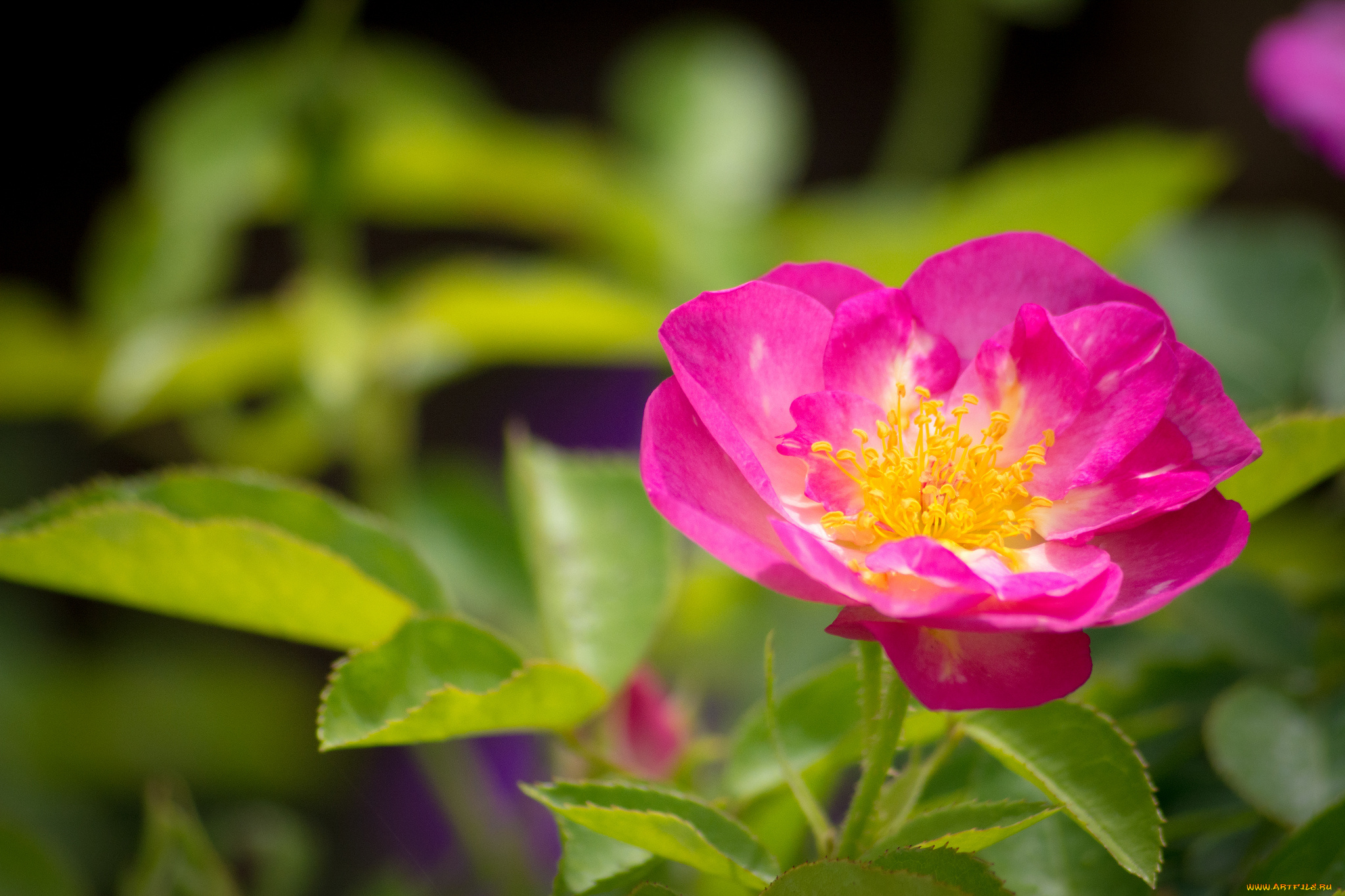 цветы, розы, розовый