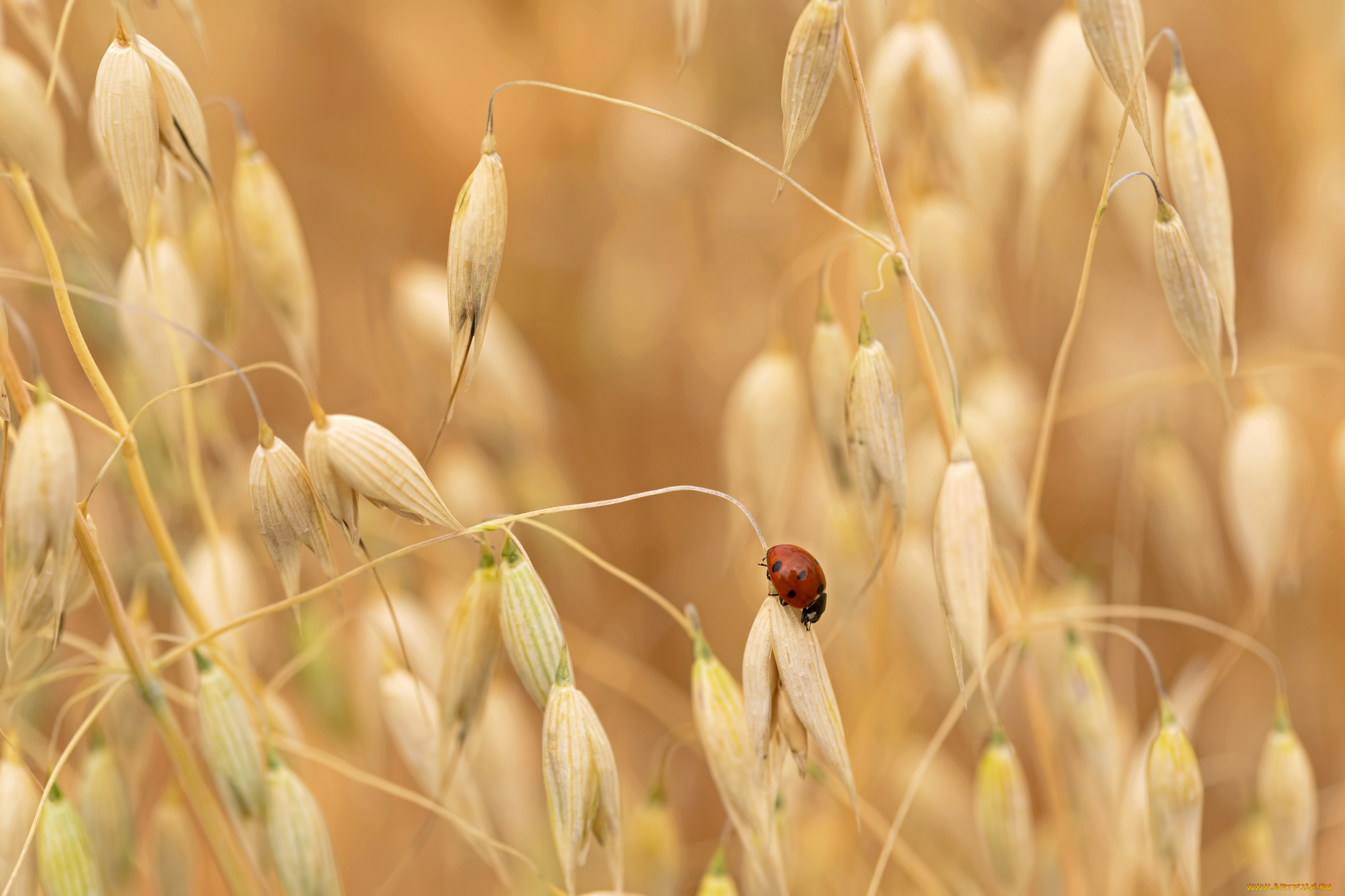 животные, божьи, коровки, насекомое, жук, макро, колосья