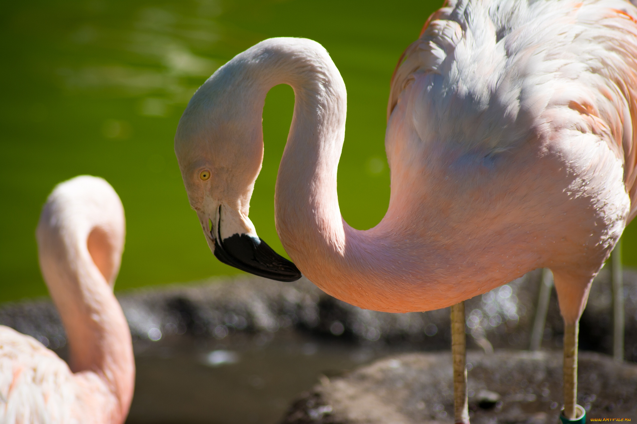 животные, фламинго, птица, шея