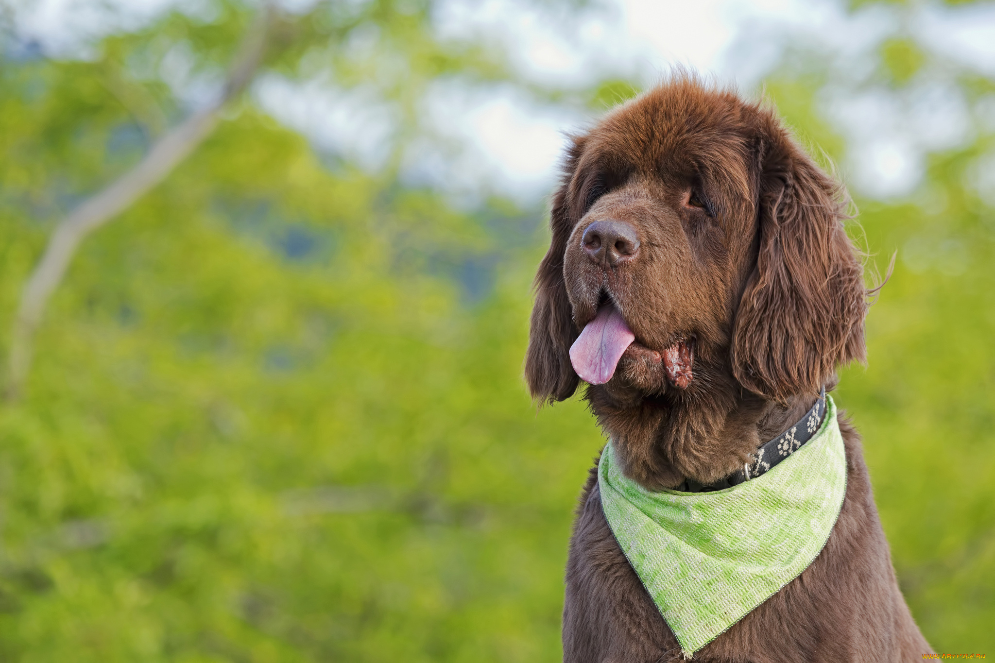 животные, собаки, пёс, язык, косынка