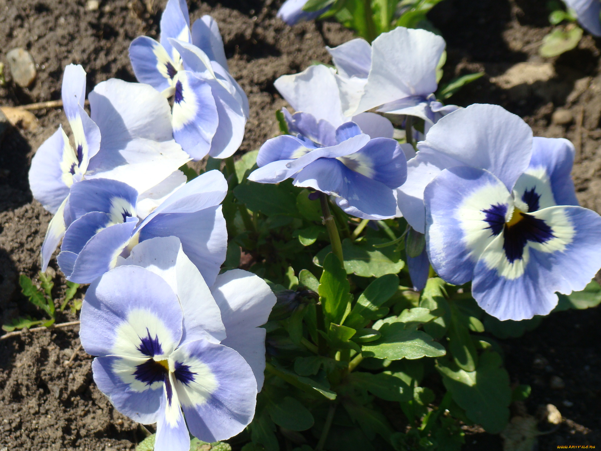 цветы, анютины, глазки, садовые, фиалки