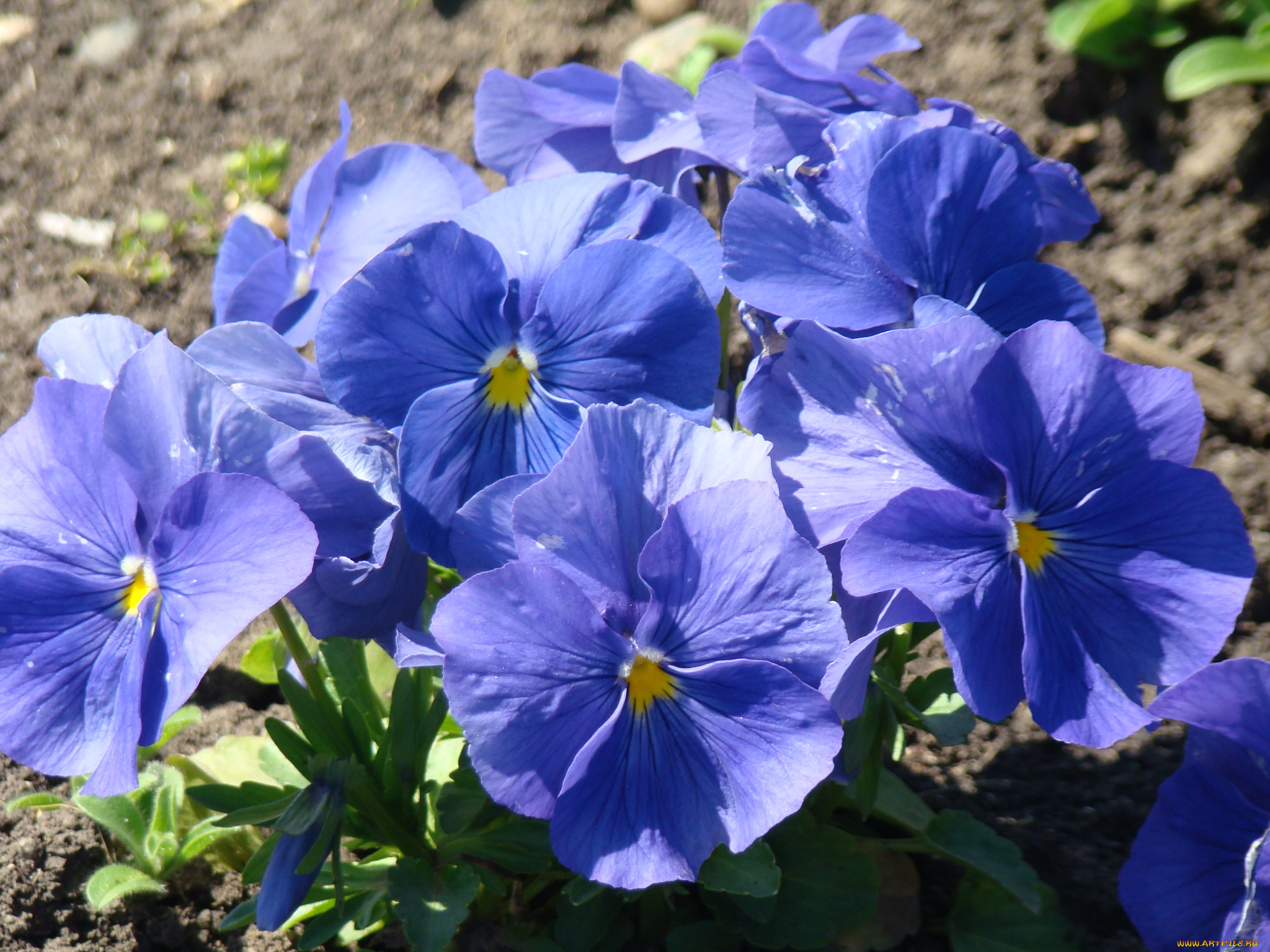 цветы, анютины, глазки, садовые, фиалки