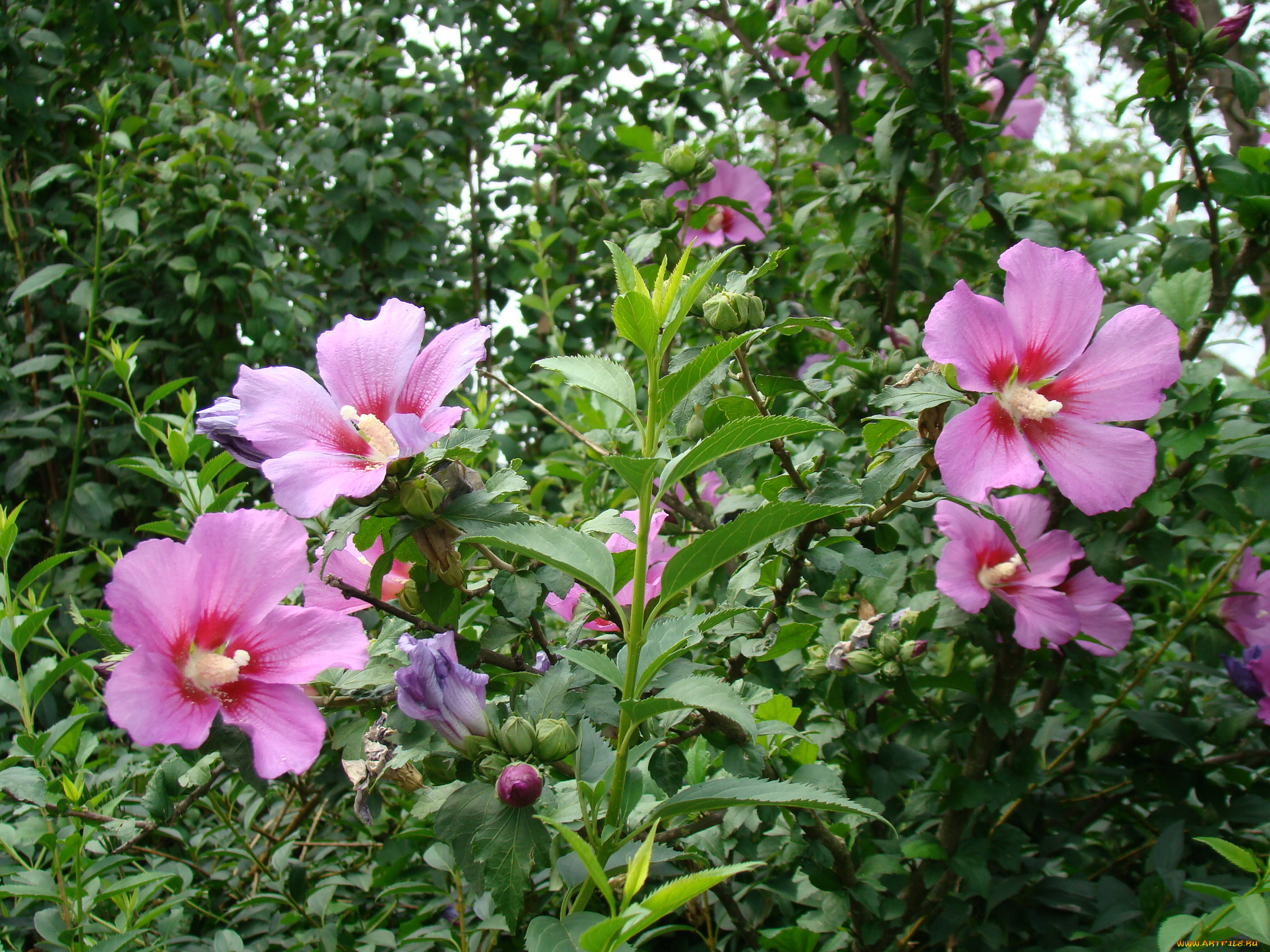 цветы, гибискусы
