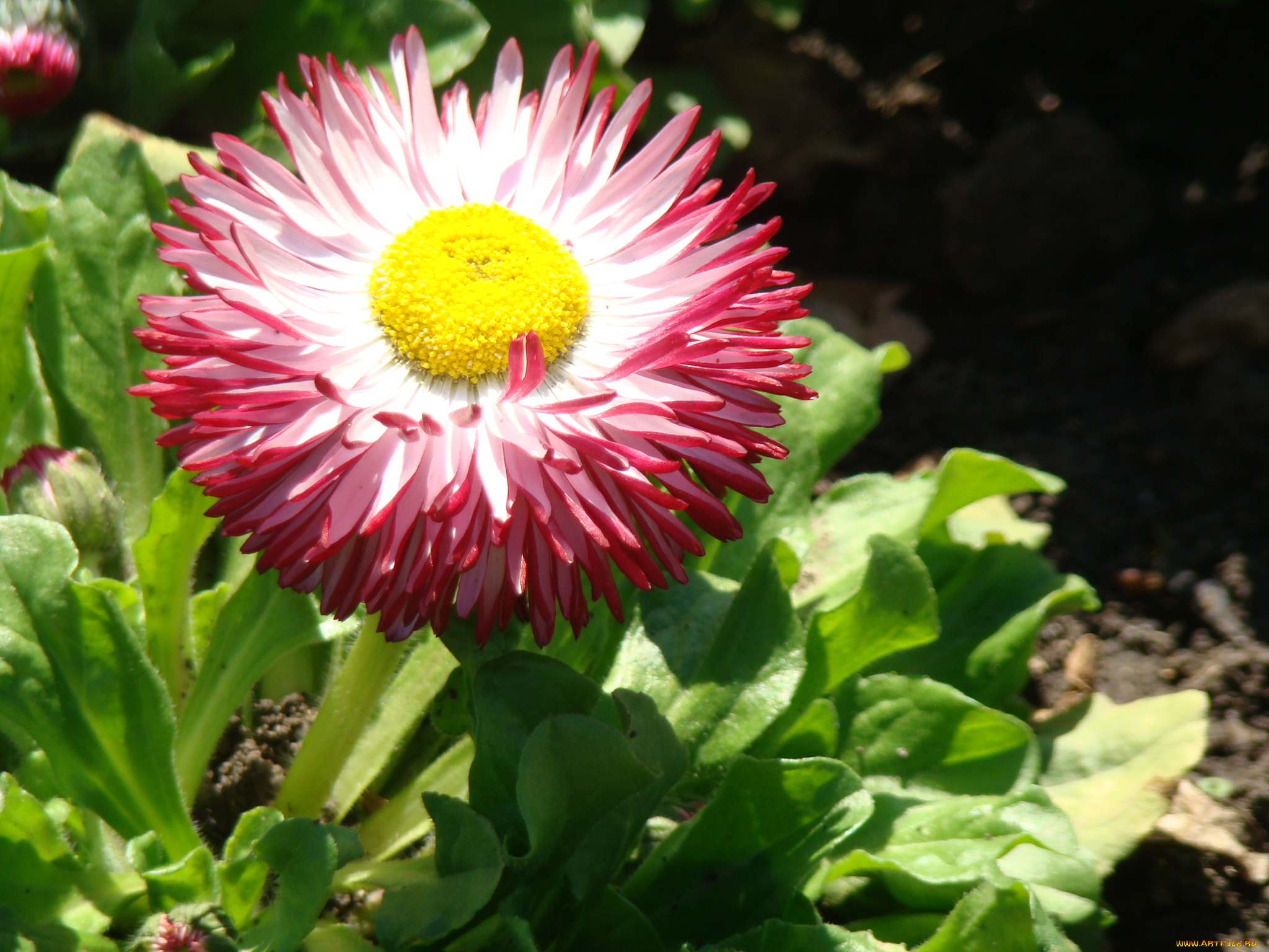 цветы, маргаритки