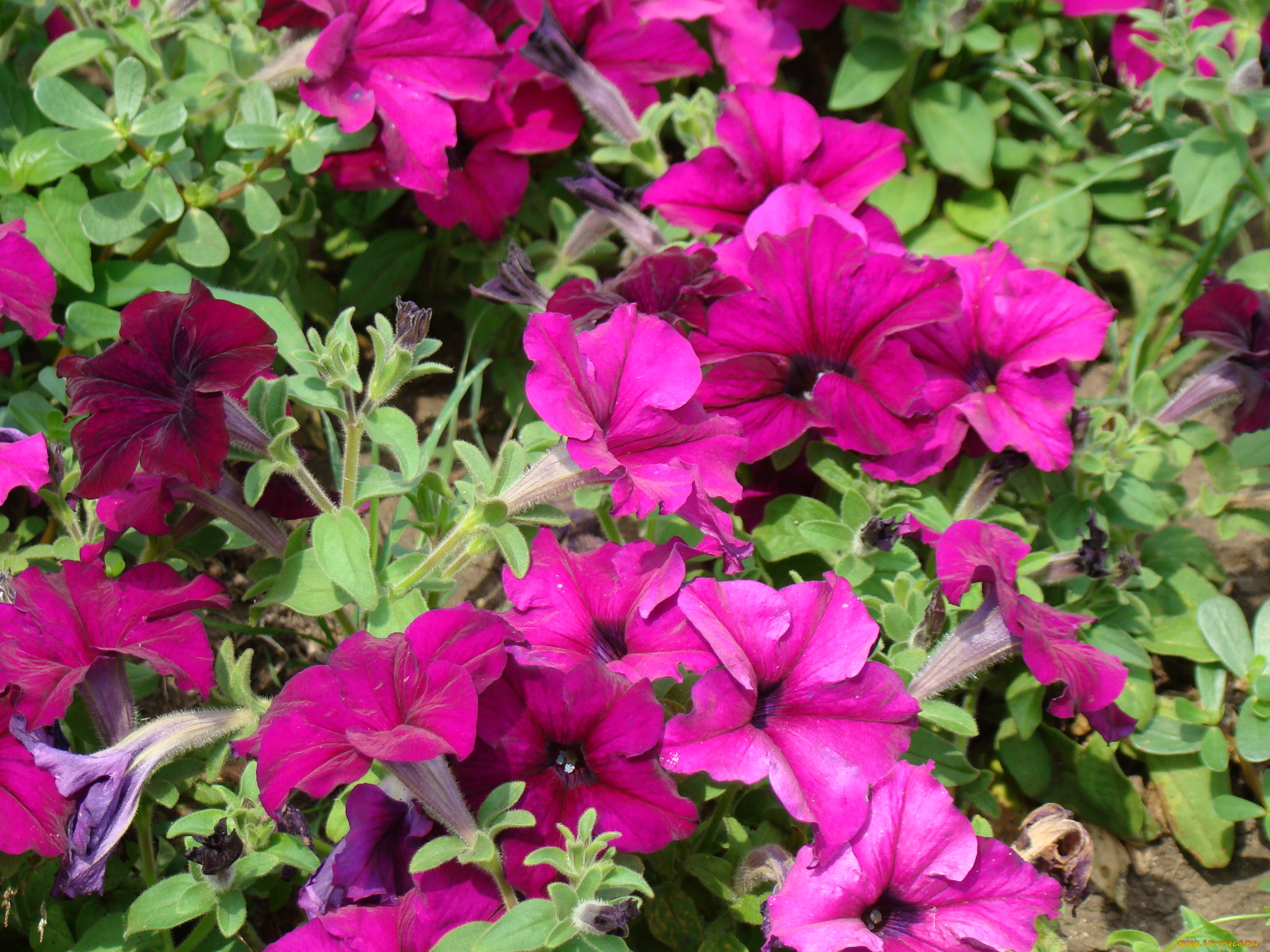 цветы, петунии, калибрахоа