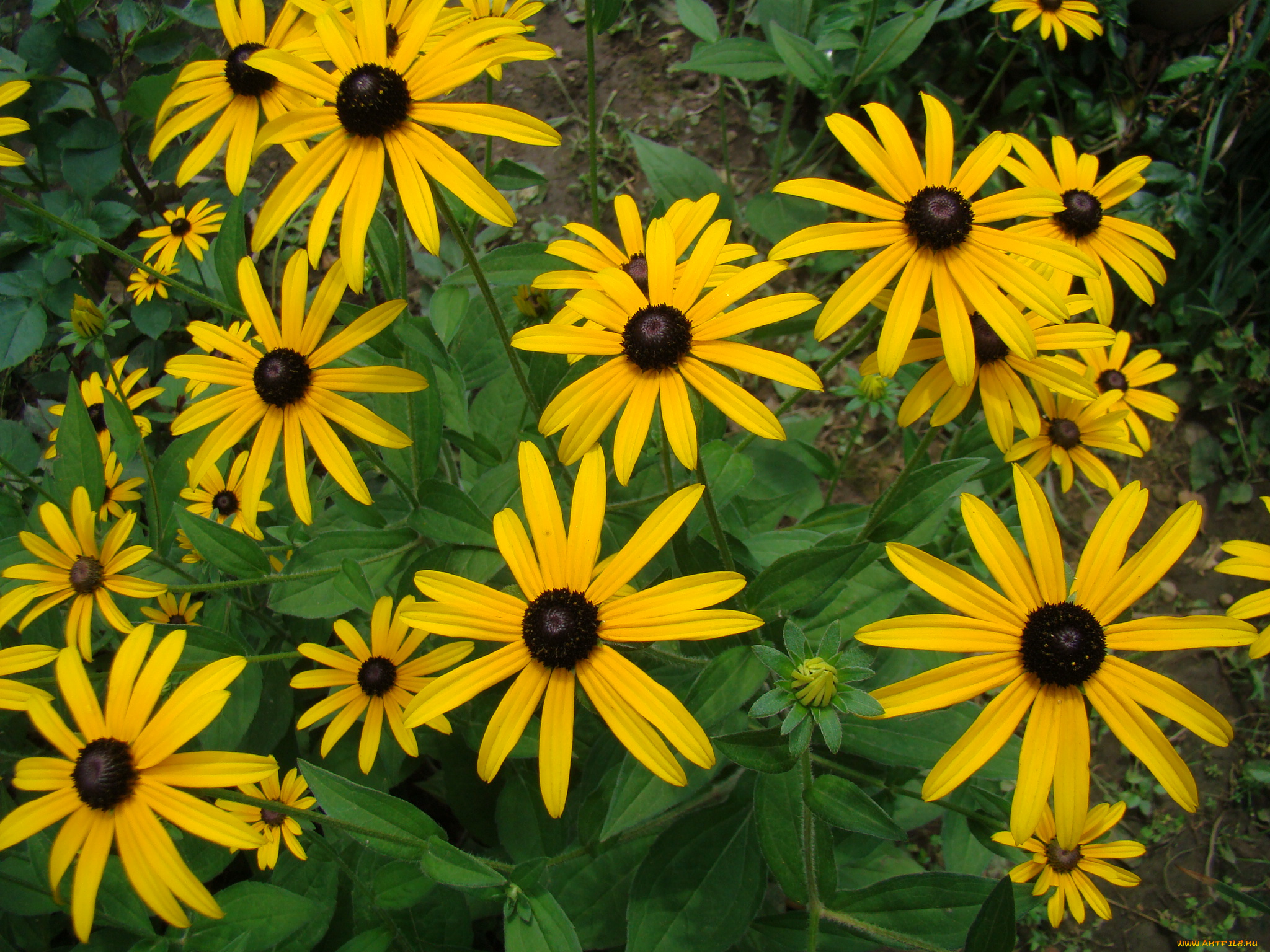цветы, рудбекия