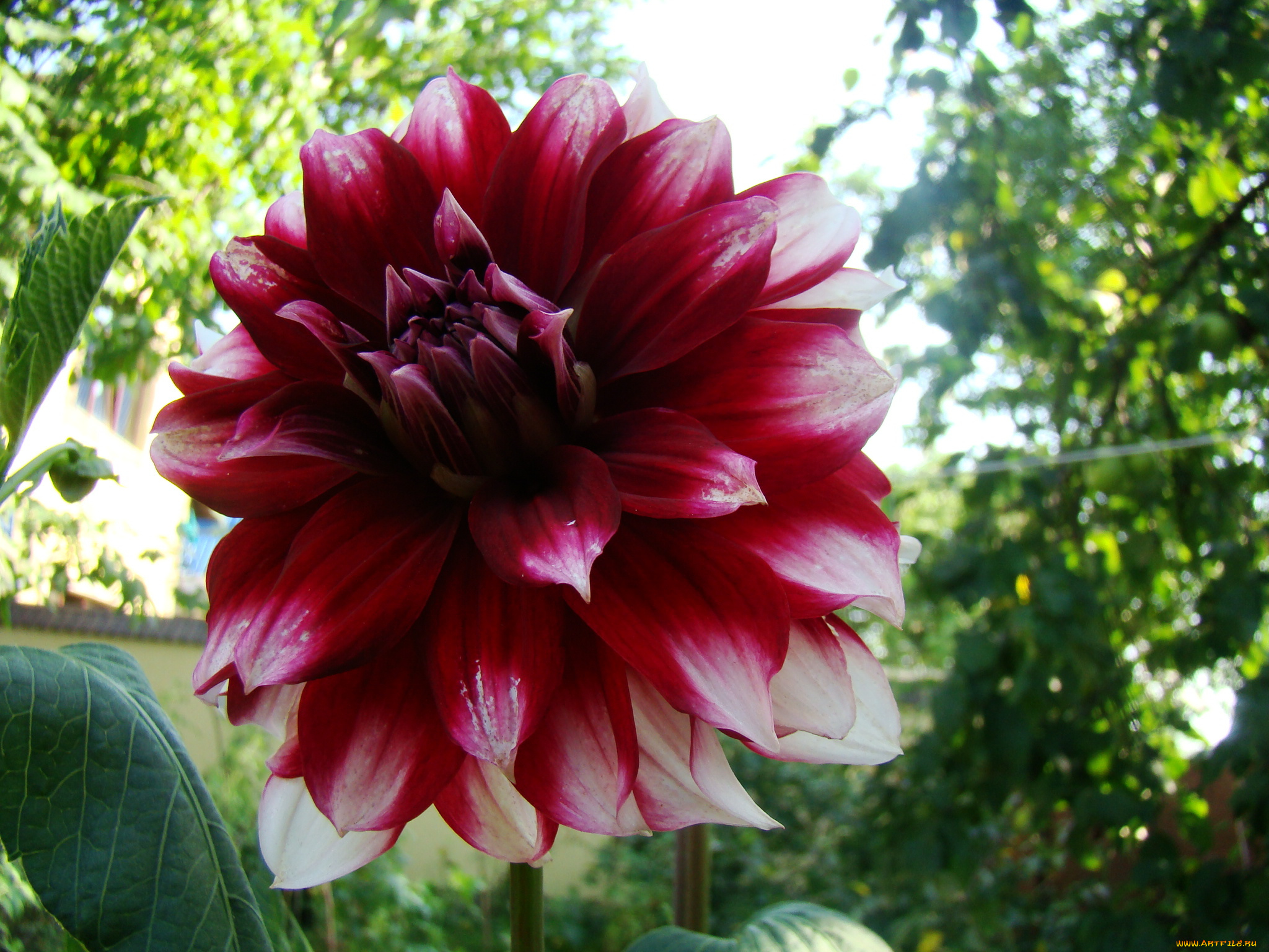 георгин, цветы, георгины