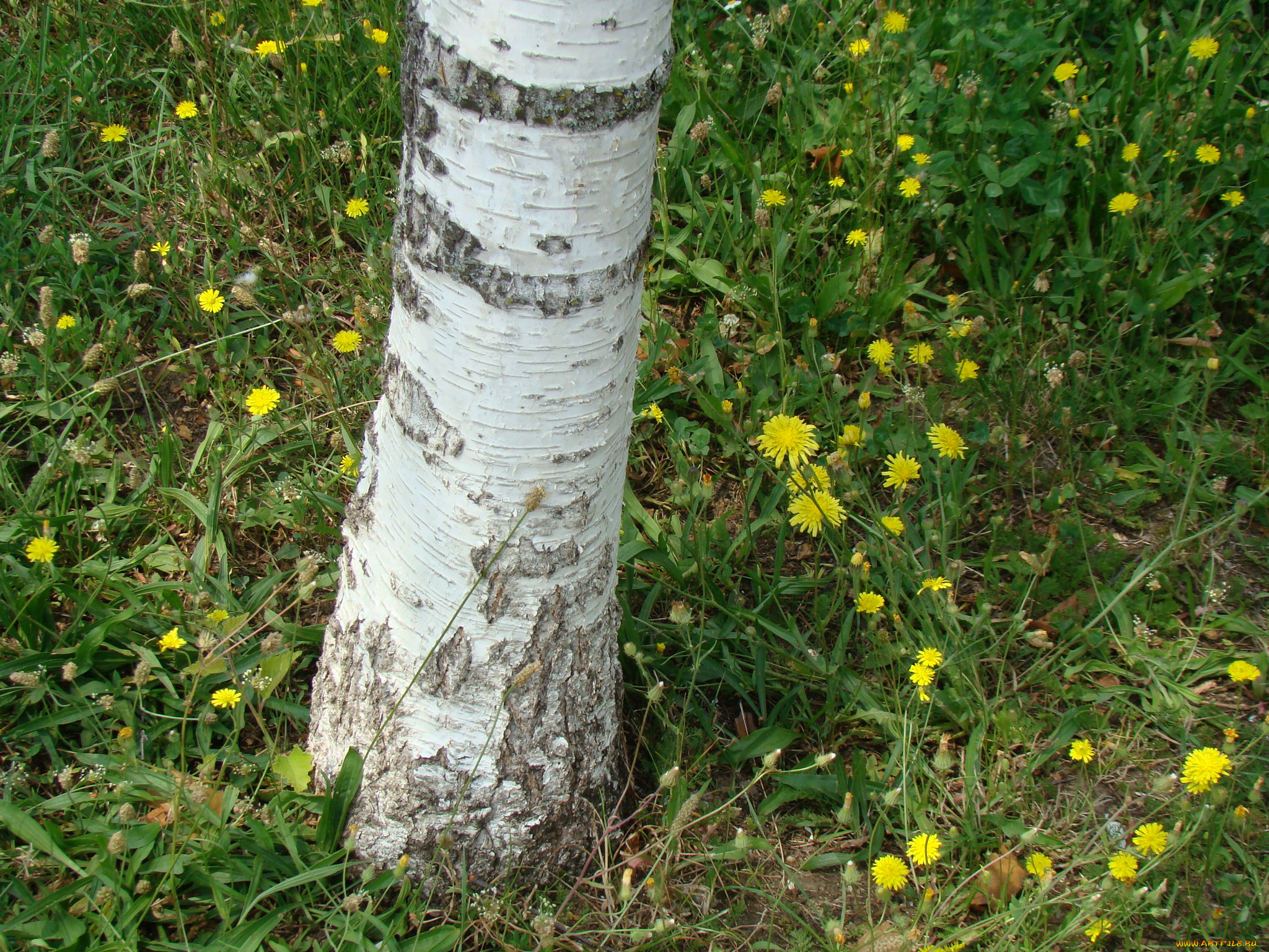 природа, деревья