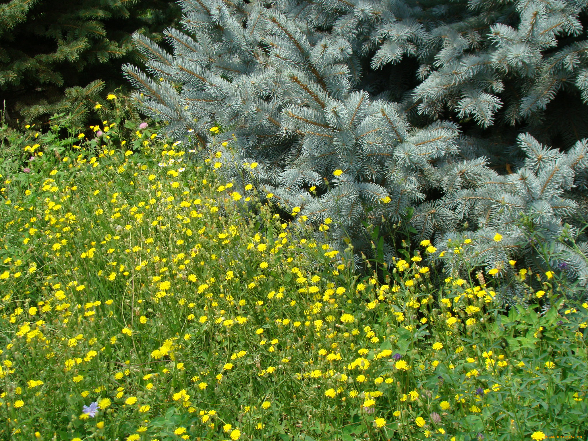 природа, луга