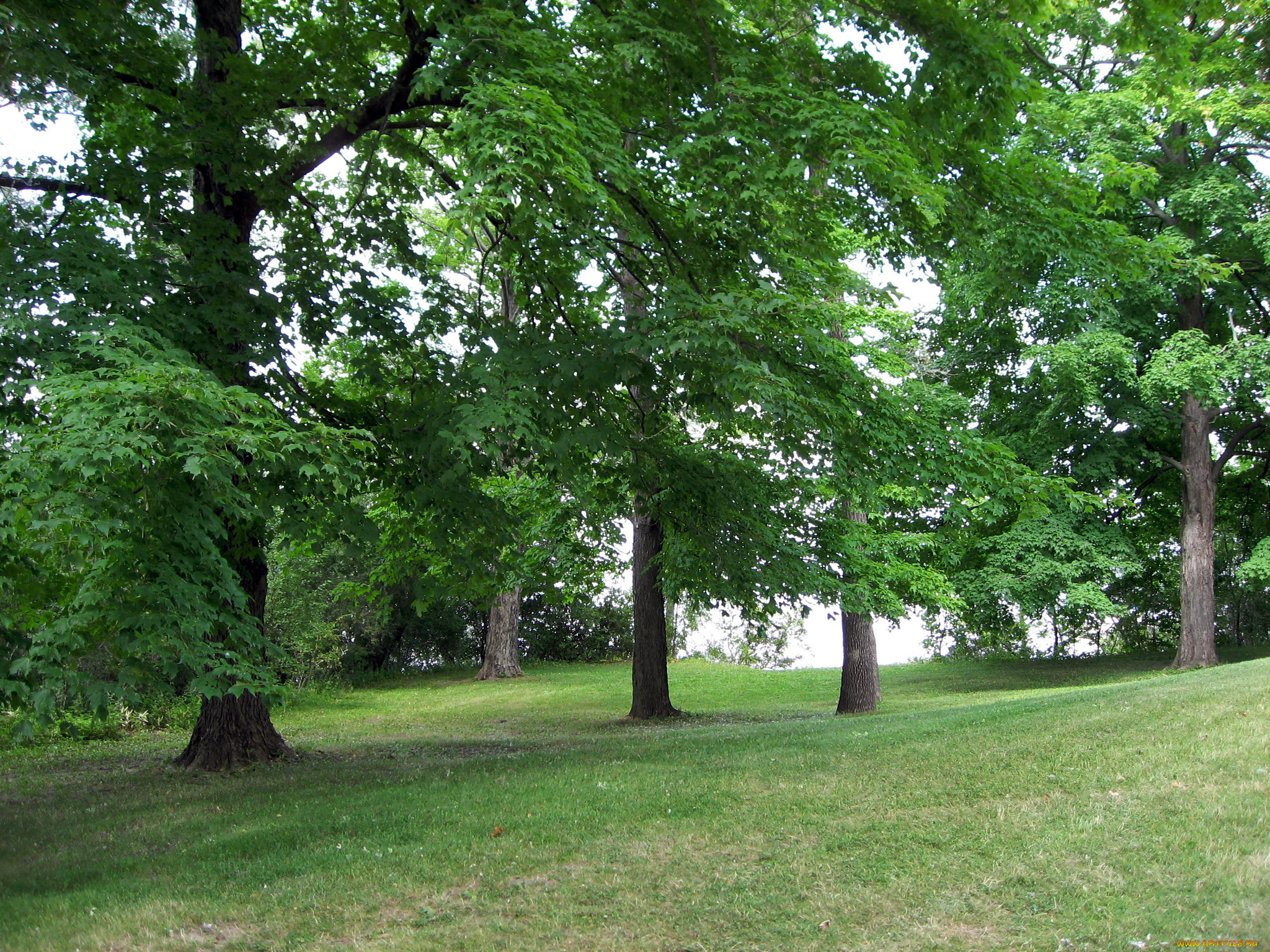 южный, уэльс, природа, деревья, лужайка, лес