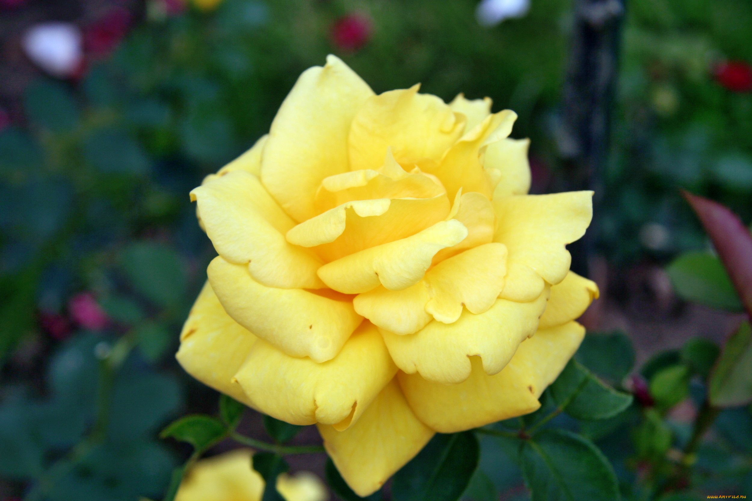 цветы, розы, роза, бутон, лепестки