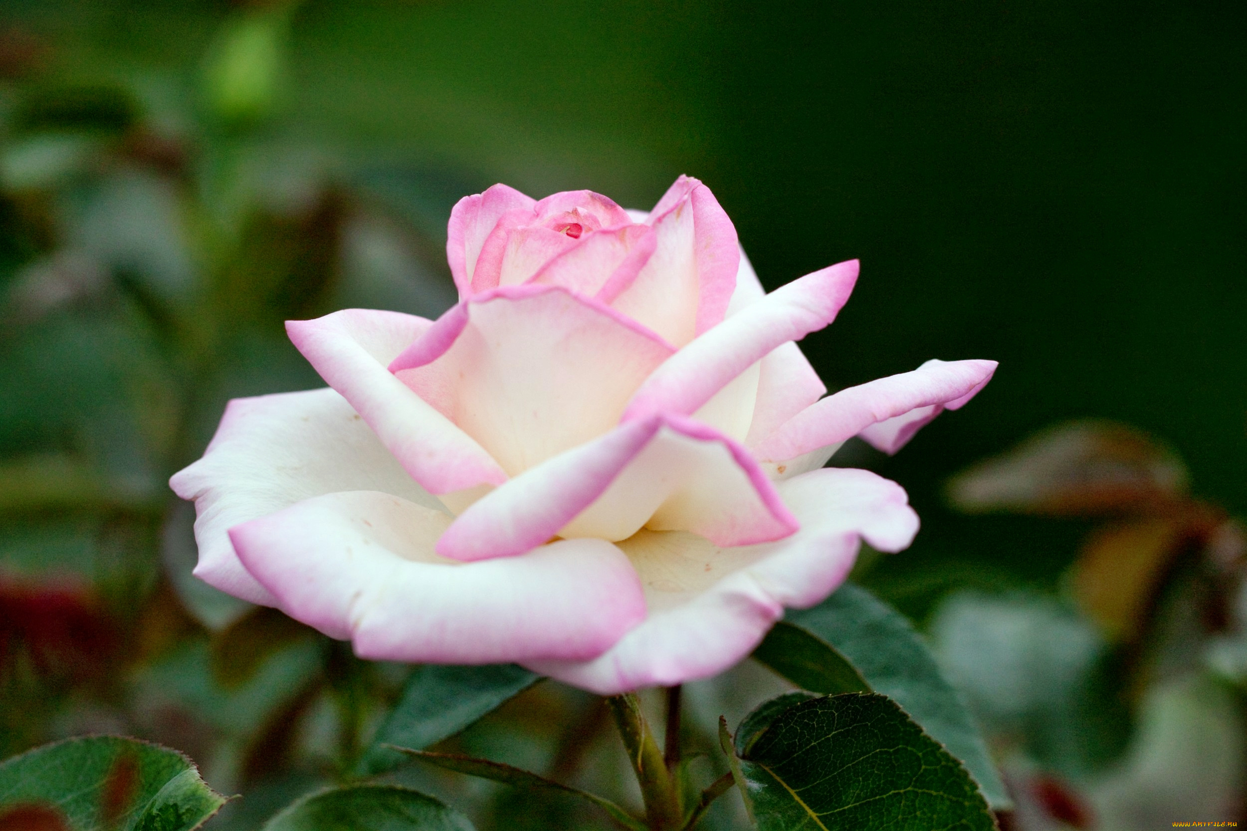 цветы, розы, роза, бутон, лепестки