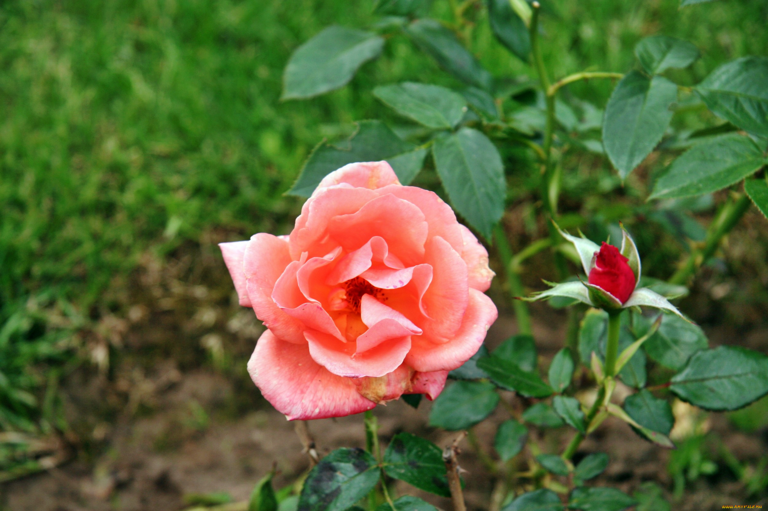 цветы, розы, роза, бутон, лепестки