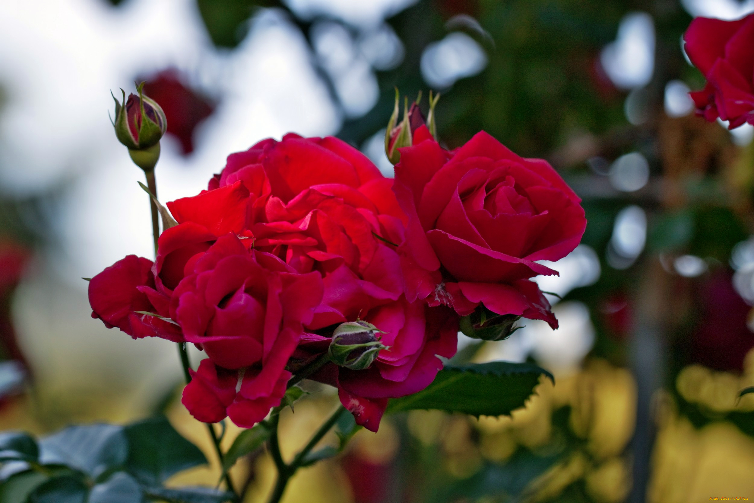 цветы, розы, роза, бутон, лепестки