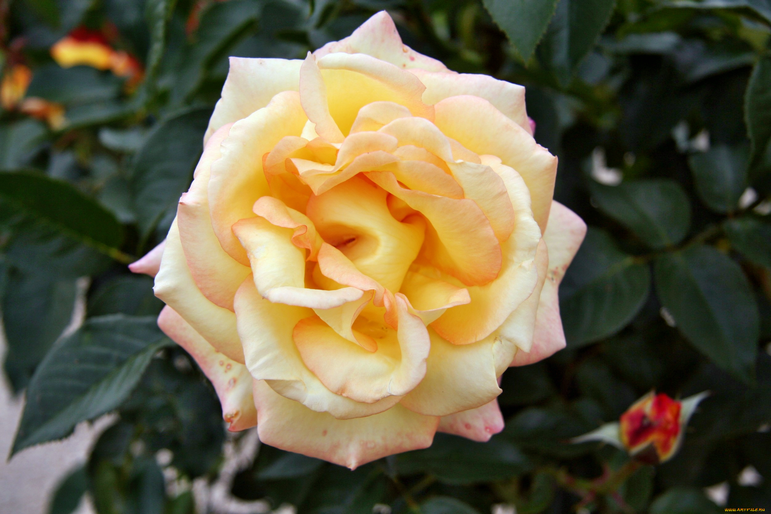 цветы, розы, роза, бутон, лепестки