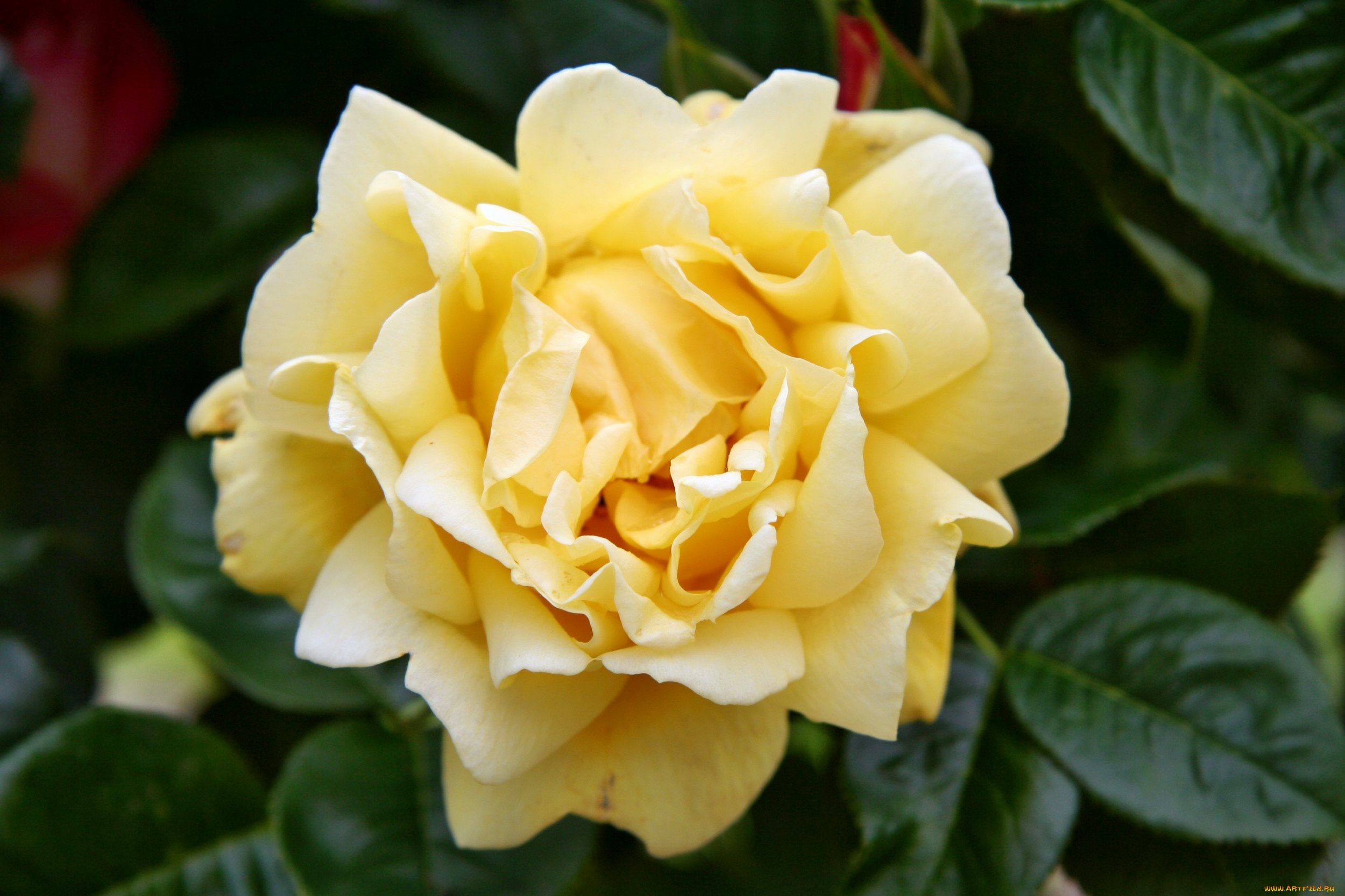 цветы, розы, роза, бутон, лепестки