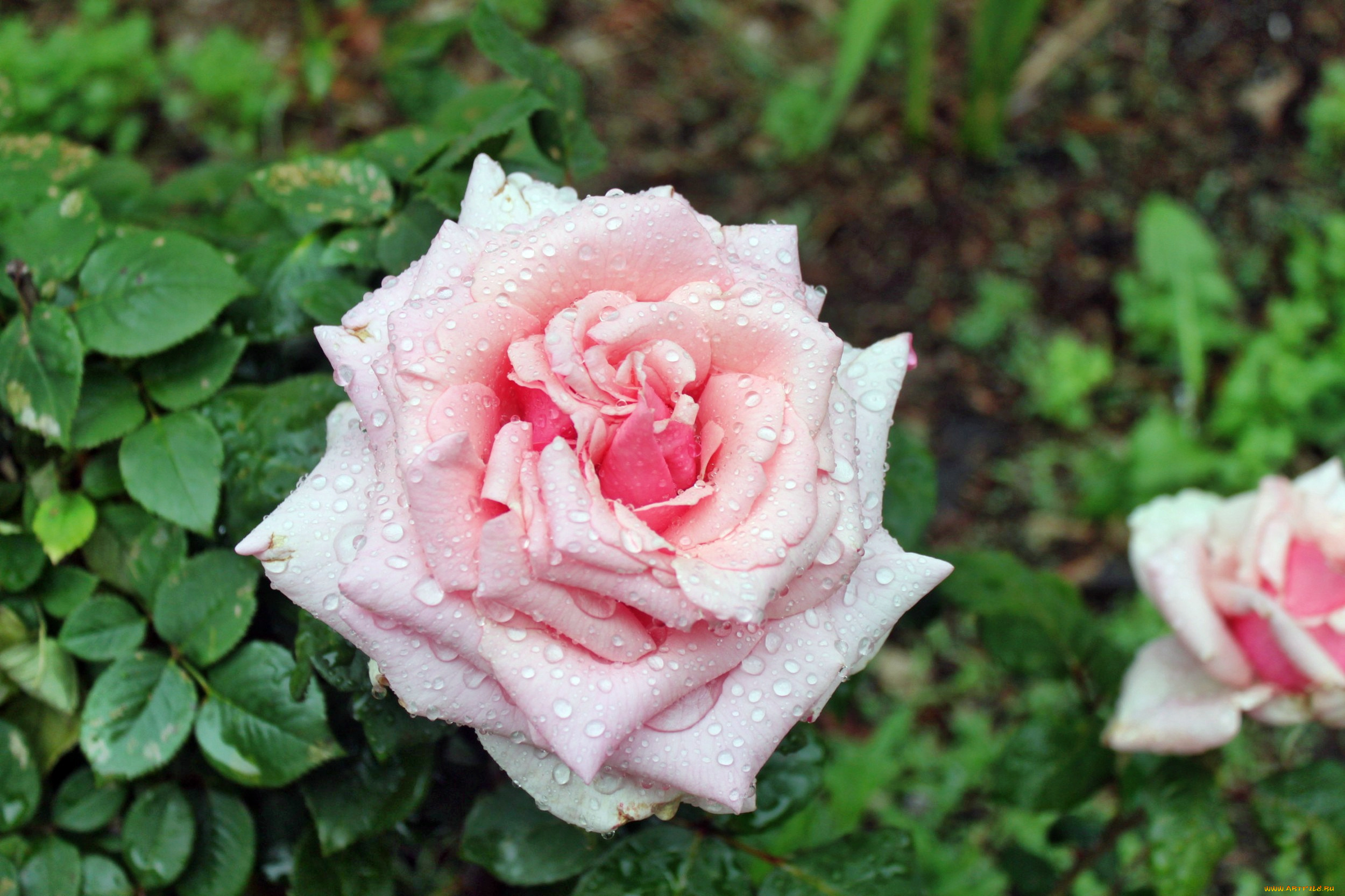 цветы, розы, роза, бутон, лепестки