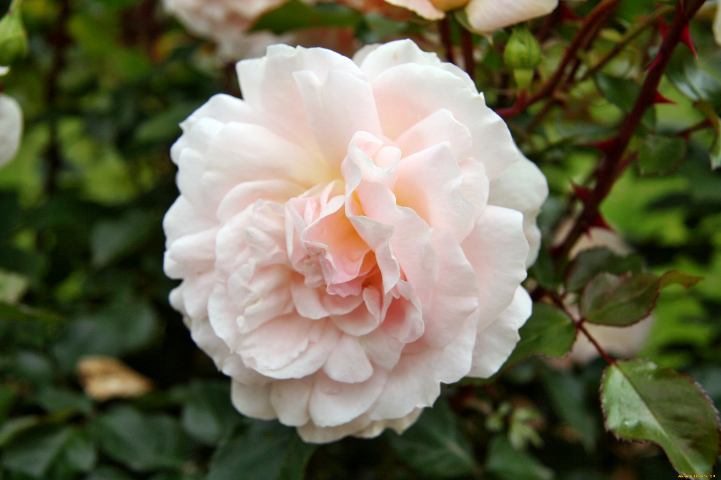 цветы, розы, роза, бутон, лепестки