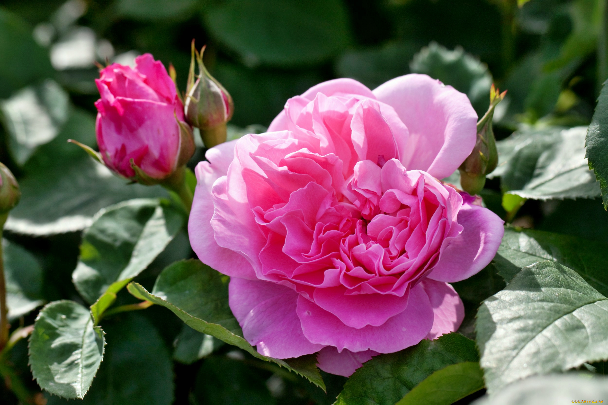 цветы, розы, роза, бутон, лепестки