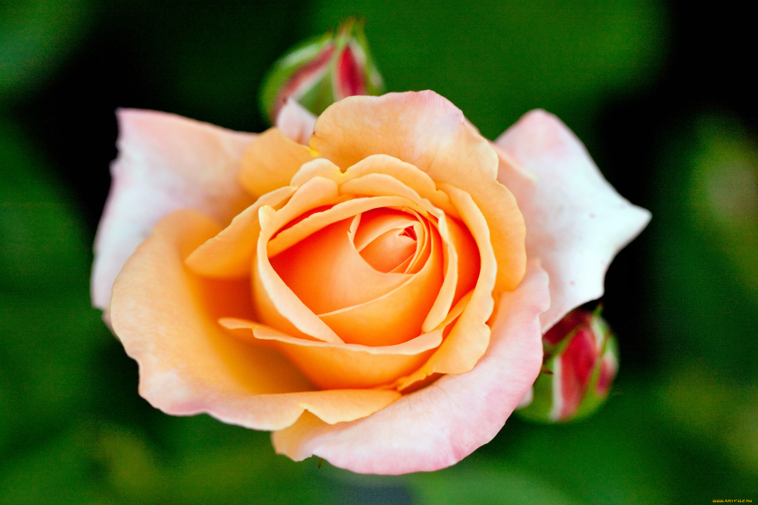 цветы, розы, роза, бутон, лепестки