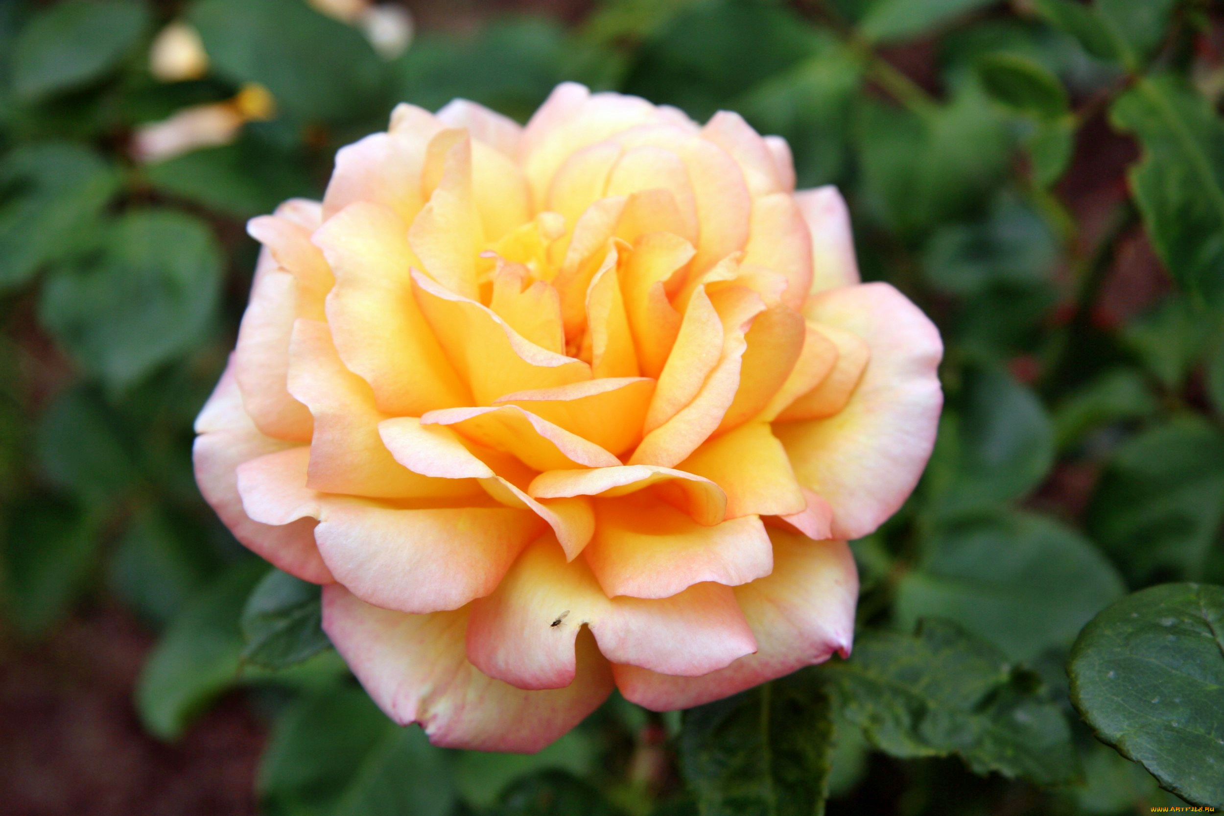 цветы, розы, роза, бутон, лепестки