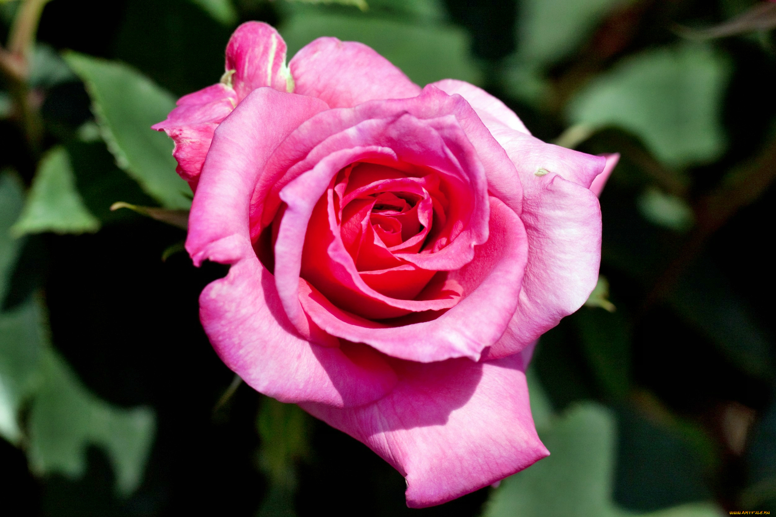 цветы, розы, роза, бутон, лепестки