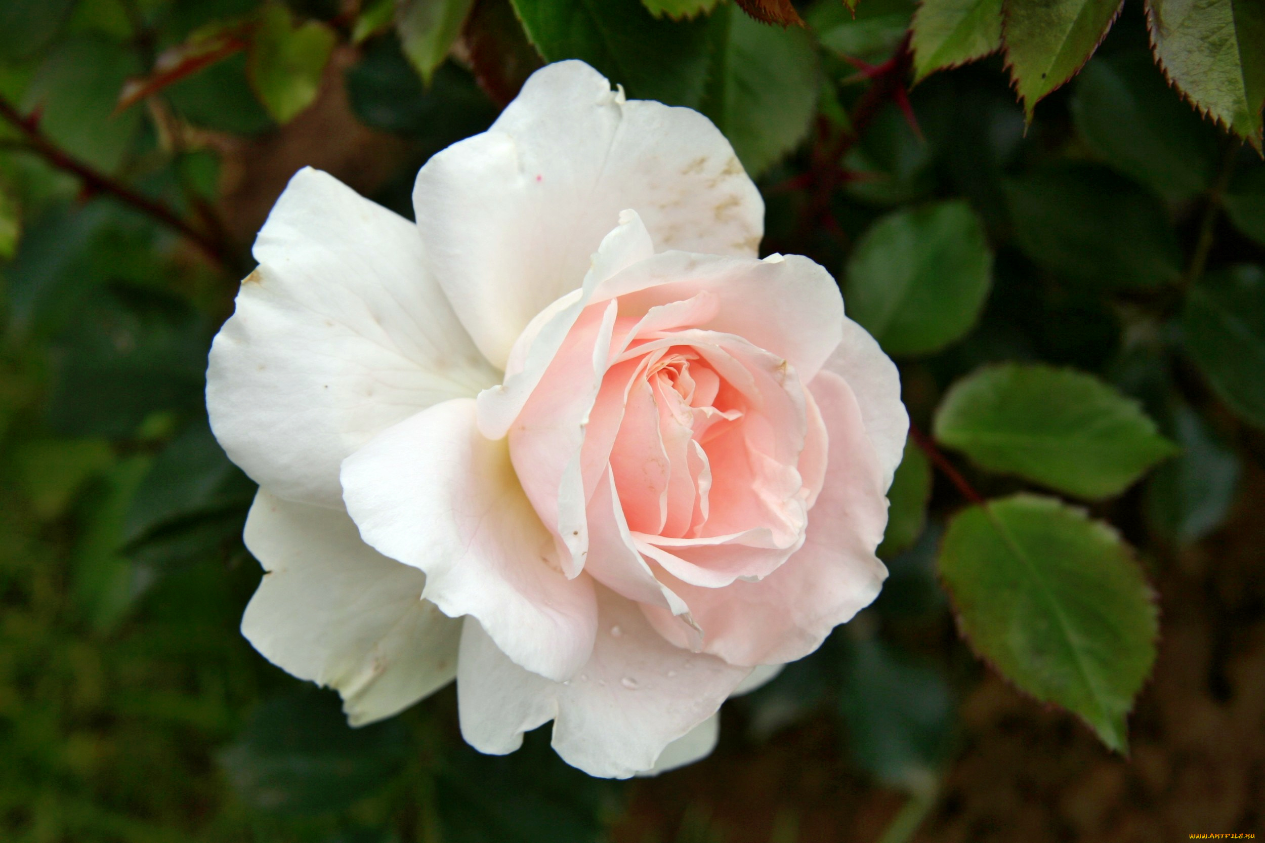 цветы, розы, роза, бутон, лепестки