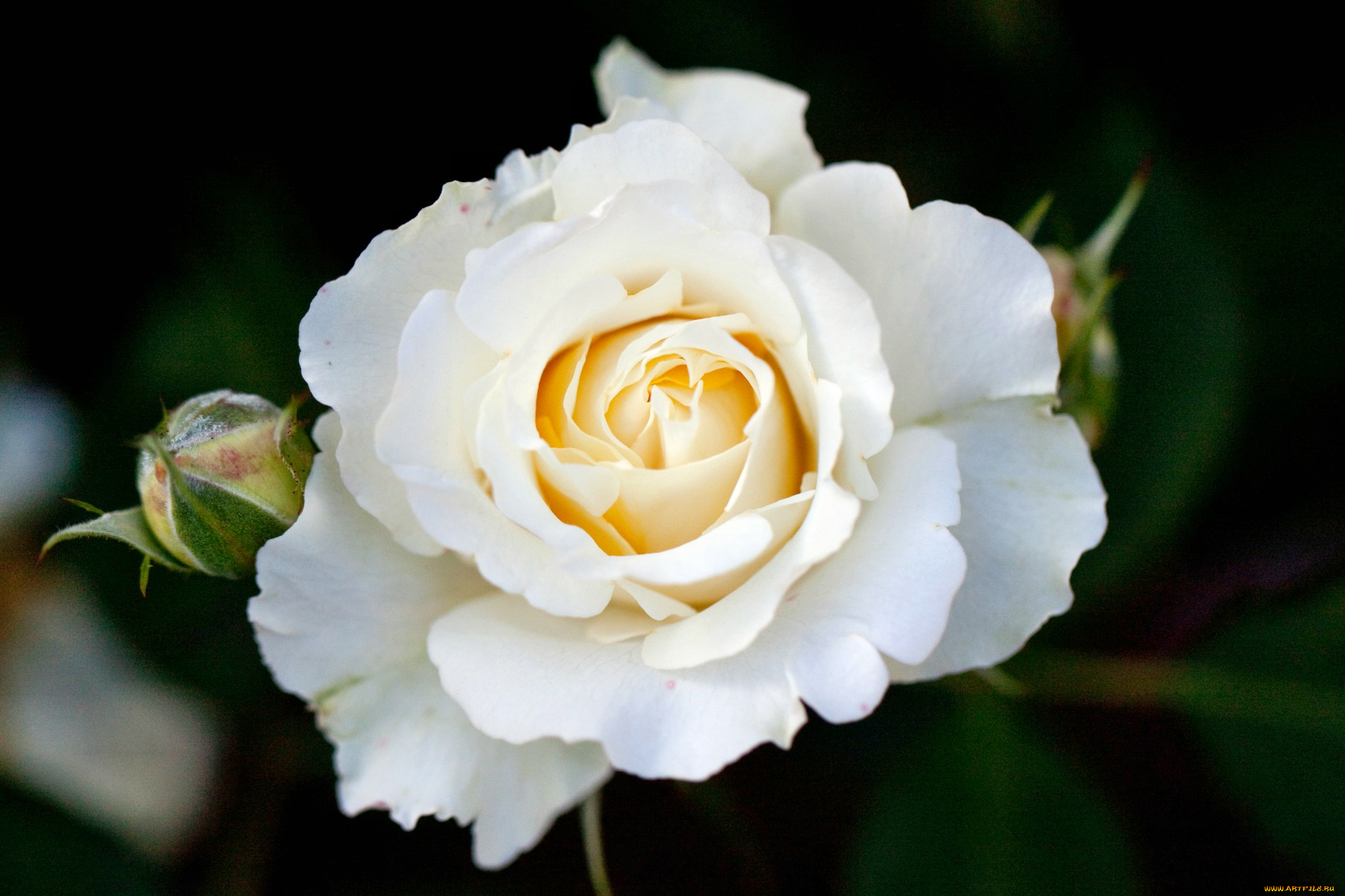 цветы, розы, роза, бутон, лепестки