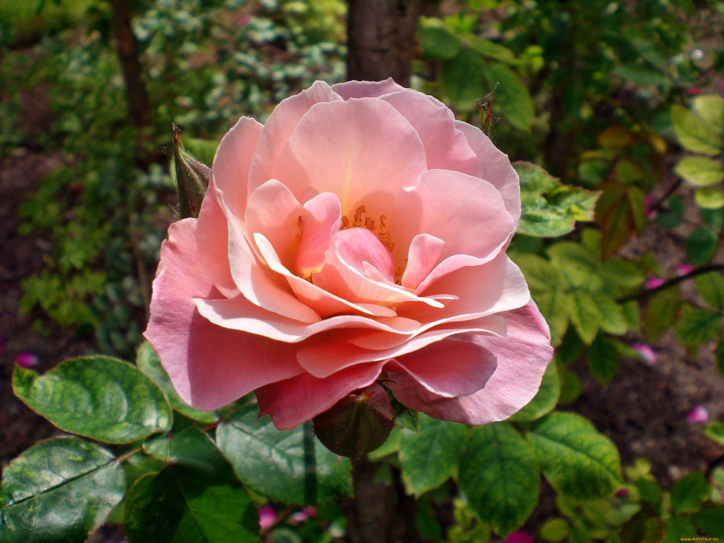 цветы, розы, роза, бутон, лепестки