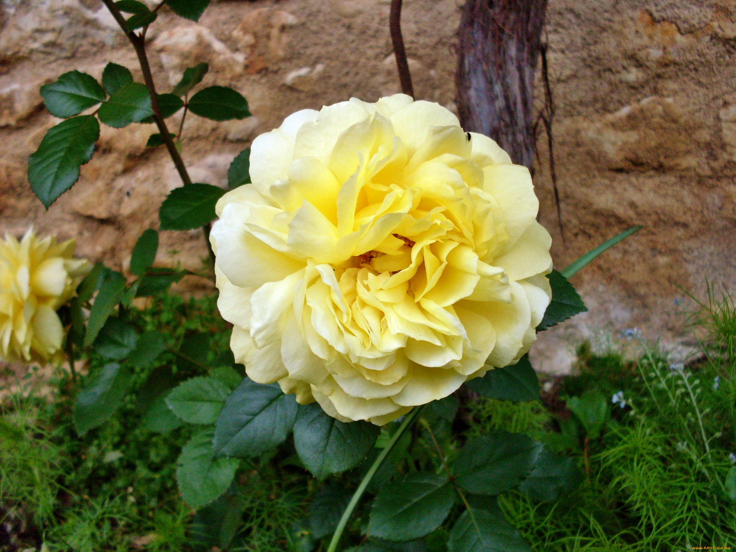 цветы, розы, роза, бутон, лепестки