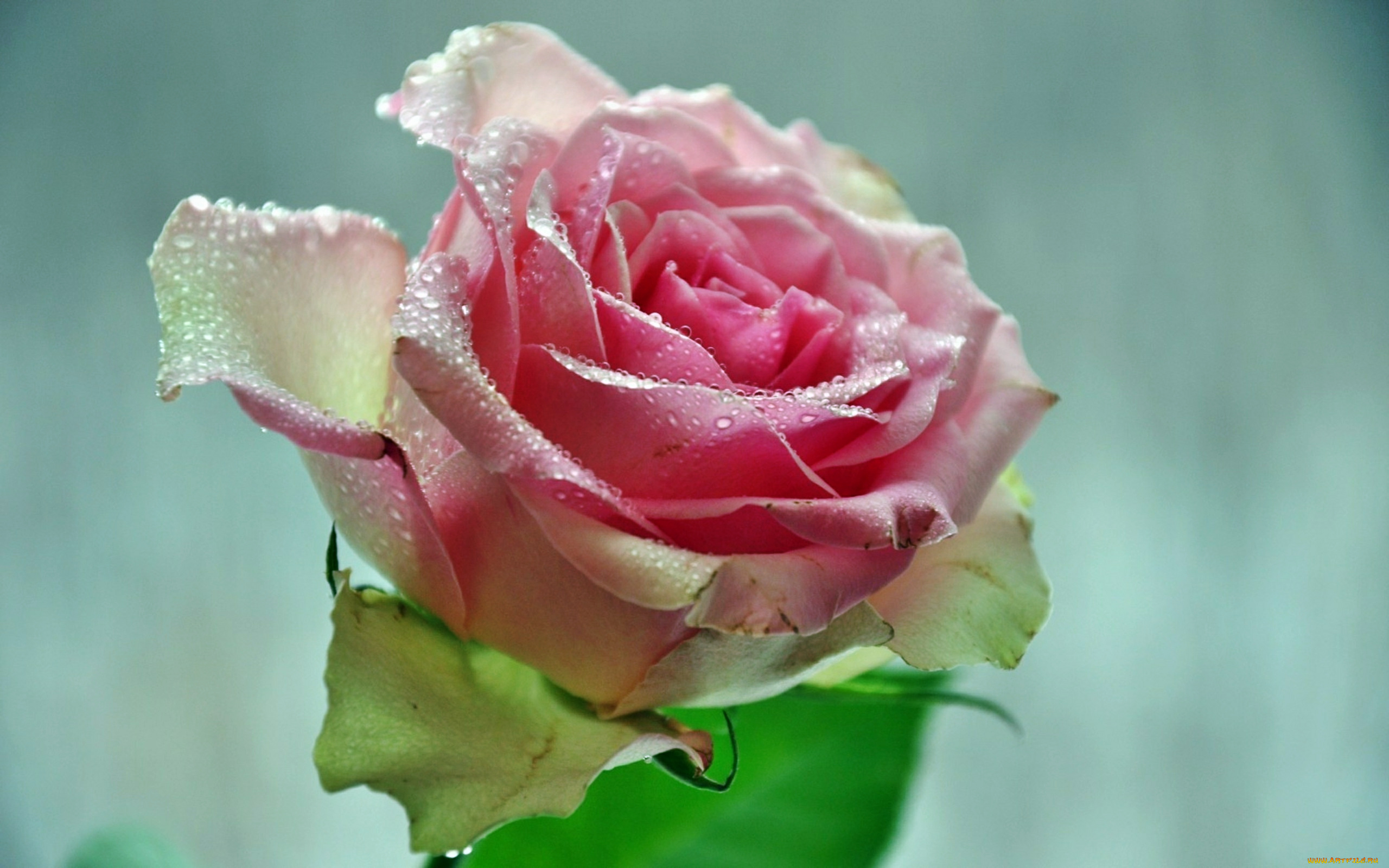 цветы, розы, роза, бутон, лепестки