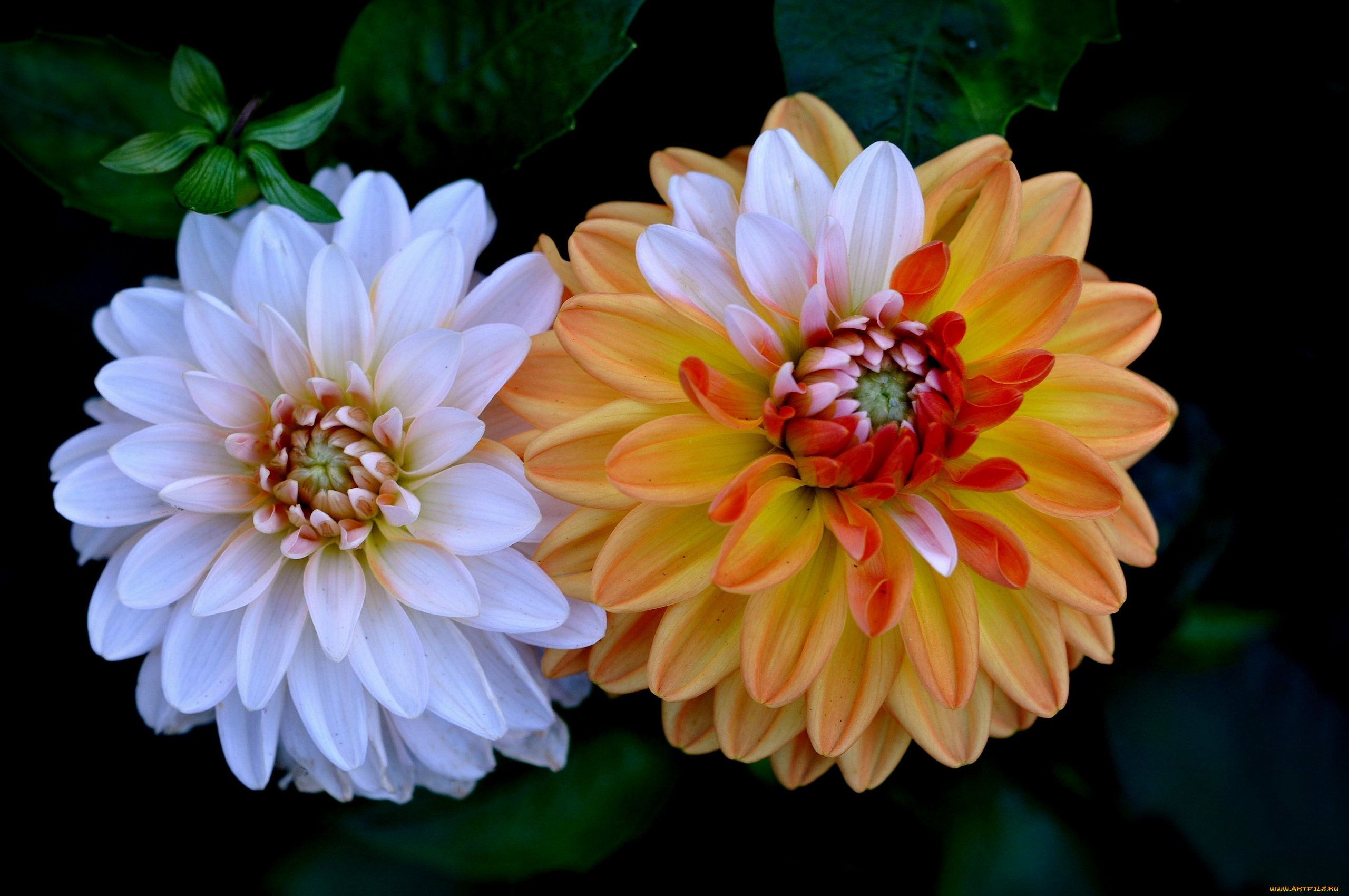 цветы, георгины, макро, лепестки, дуэт