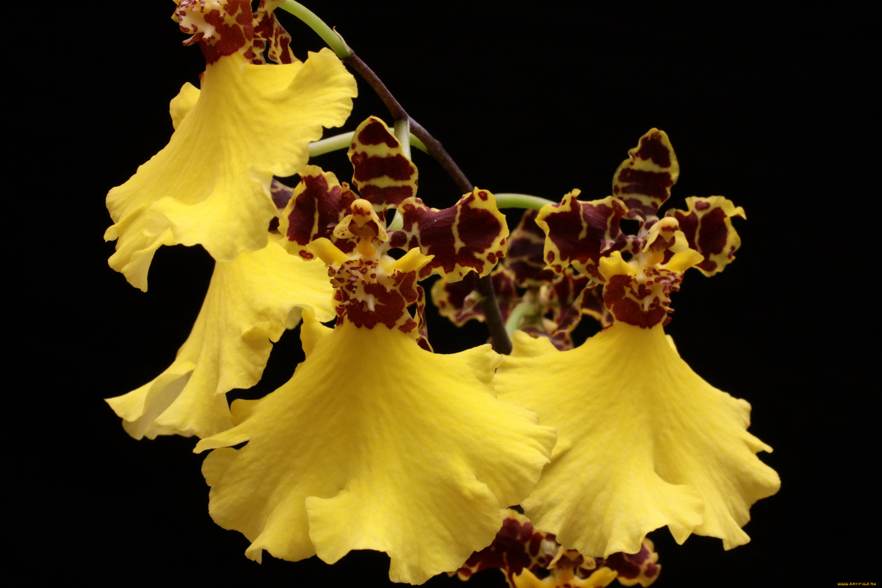 цветы, орхидеи, желтые