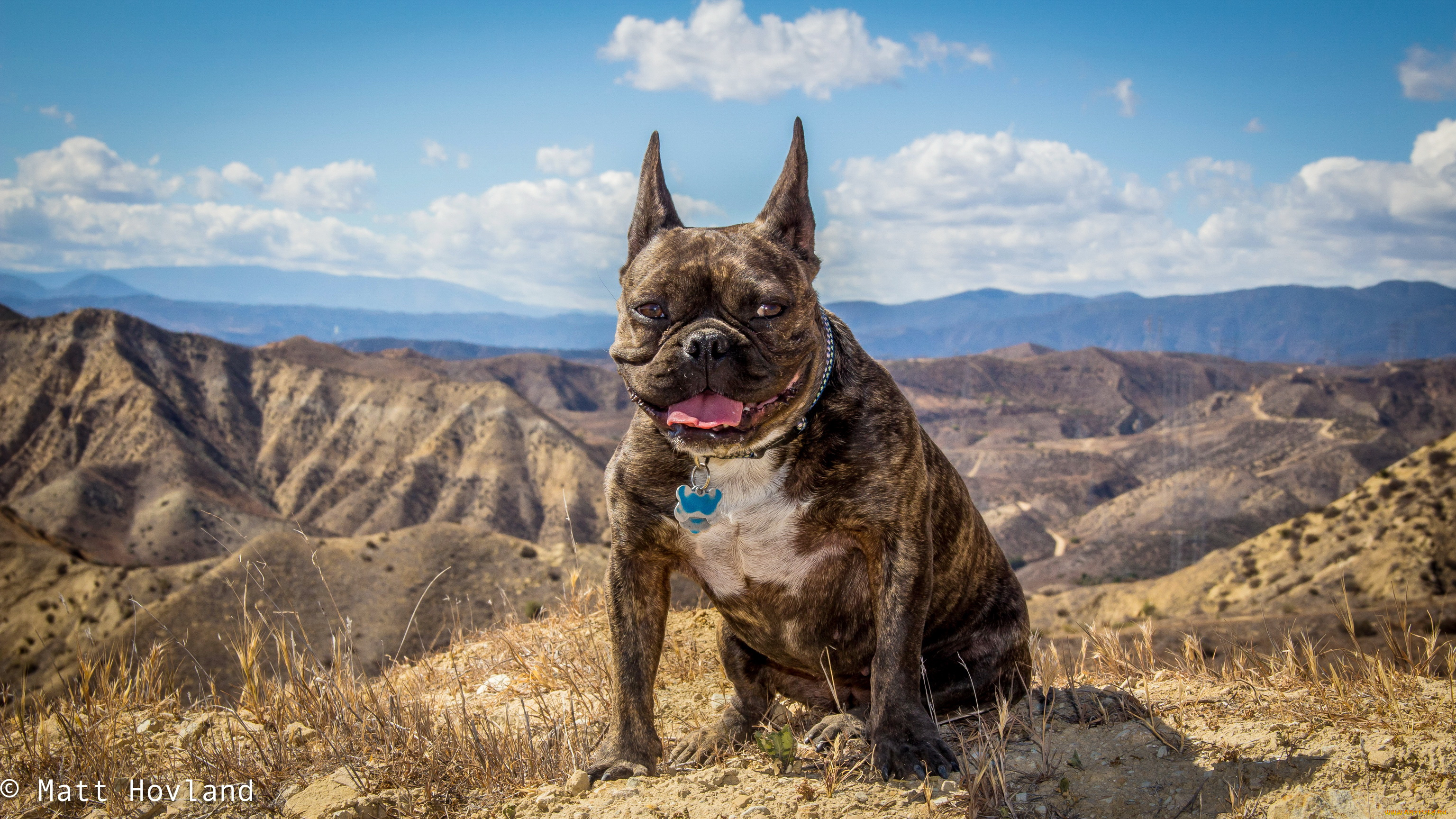 животные, собаки, горы, собака